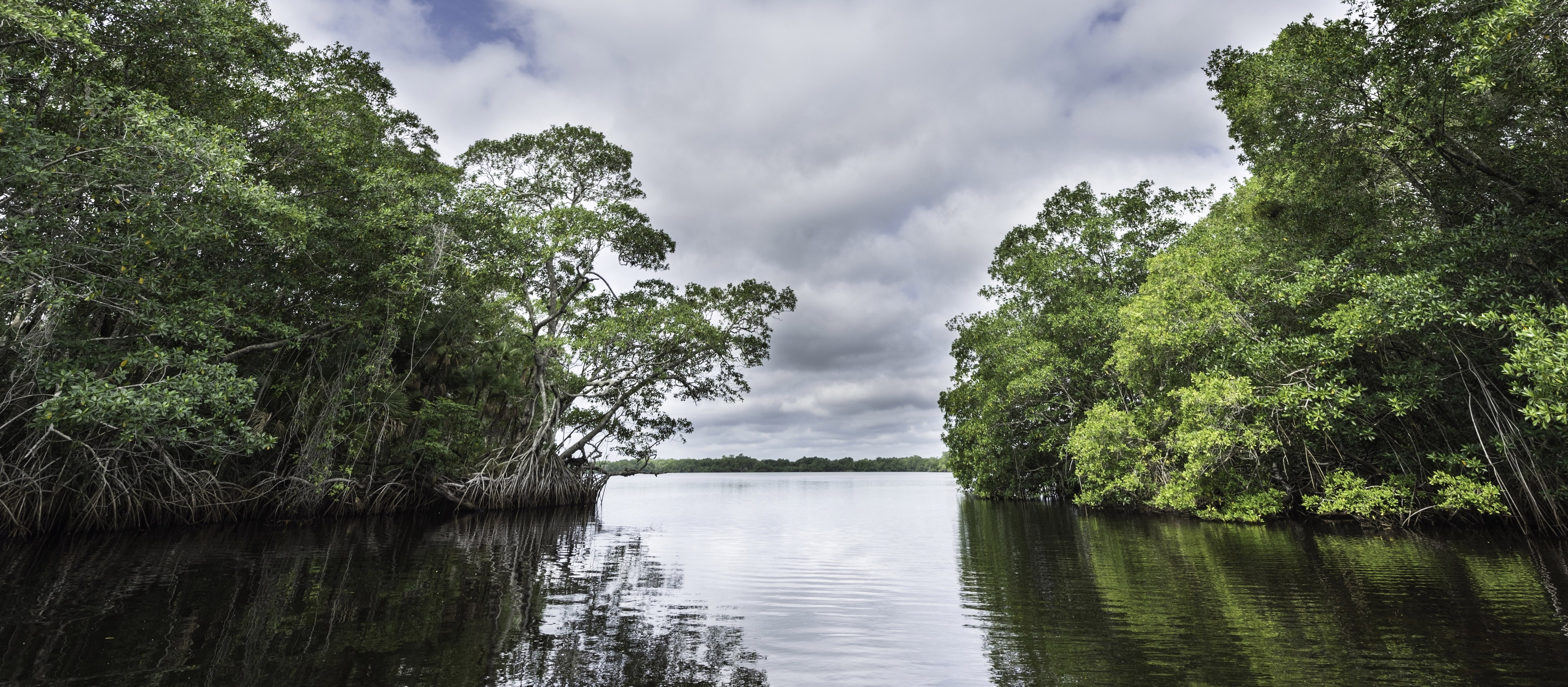 selva, rio, tropical, 5K, naturaleza, orinoco, HD Wallpaper