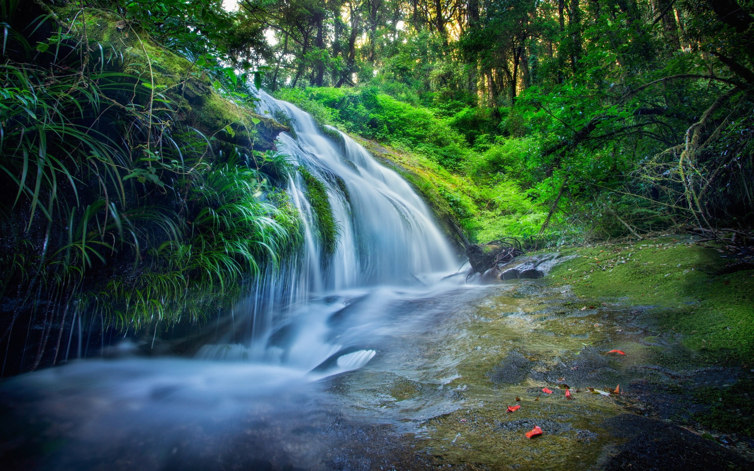 Forest, Leaves, Thailand, 2K, Waterfalls, Stream, waterfall, painting, Trees, HD Wallpaper