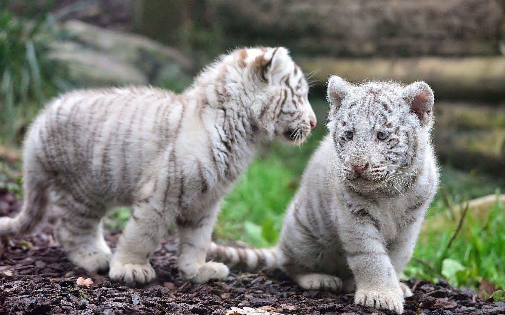 domestic animals, pets, cub, animal themes, 720P, group of animals, albino, no people, animals, animal, nature, animals in the wild, two, tiger, cat, day, HD Wallpaper