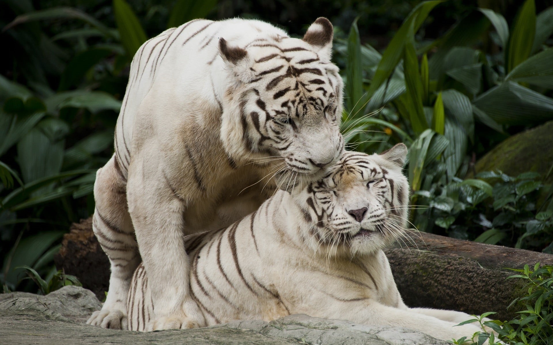 big cat, white tiger, no people, plush, feline, one animal, day, animals, relaxation, animals in the wild, vertebrate, animal themes, cat, 1080P, animal, HD Wallpaper