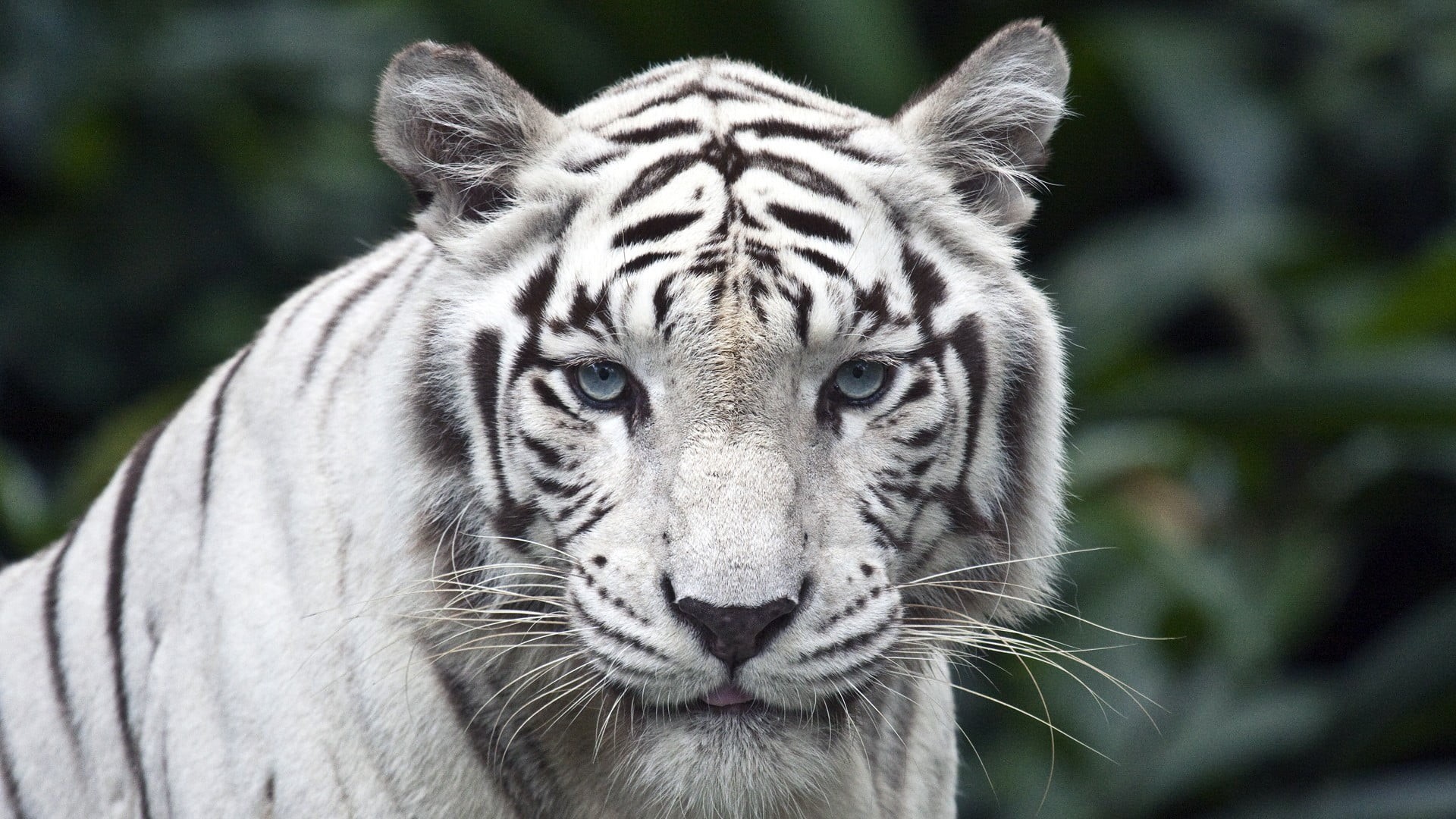 Singapore, animal head, carnivora, white, white tiger, cat, nature, focus on foreground, one animal, animals in the wild, whisker, portrait, no people, HD Wallpaper