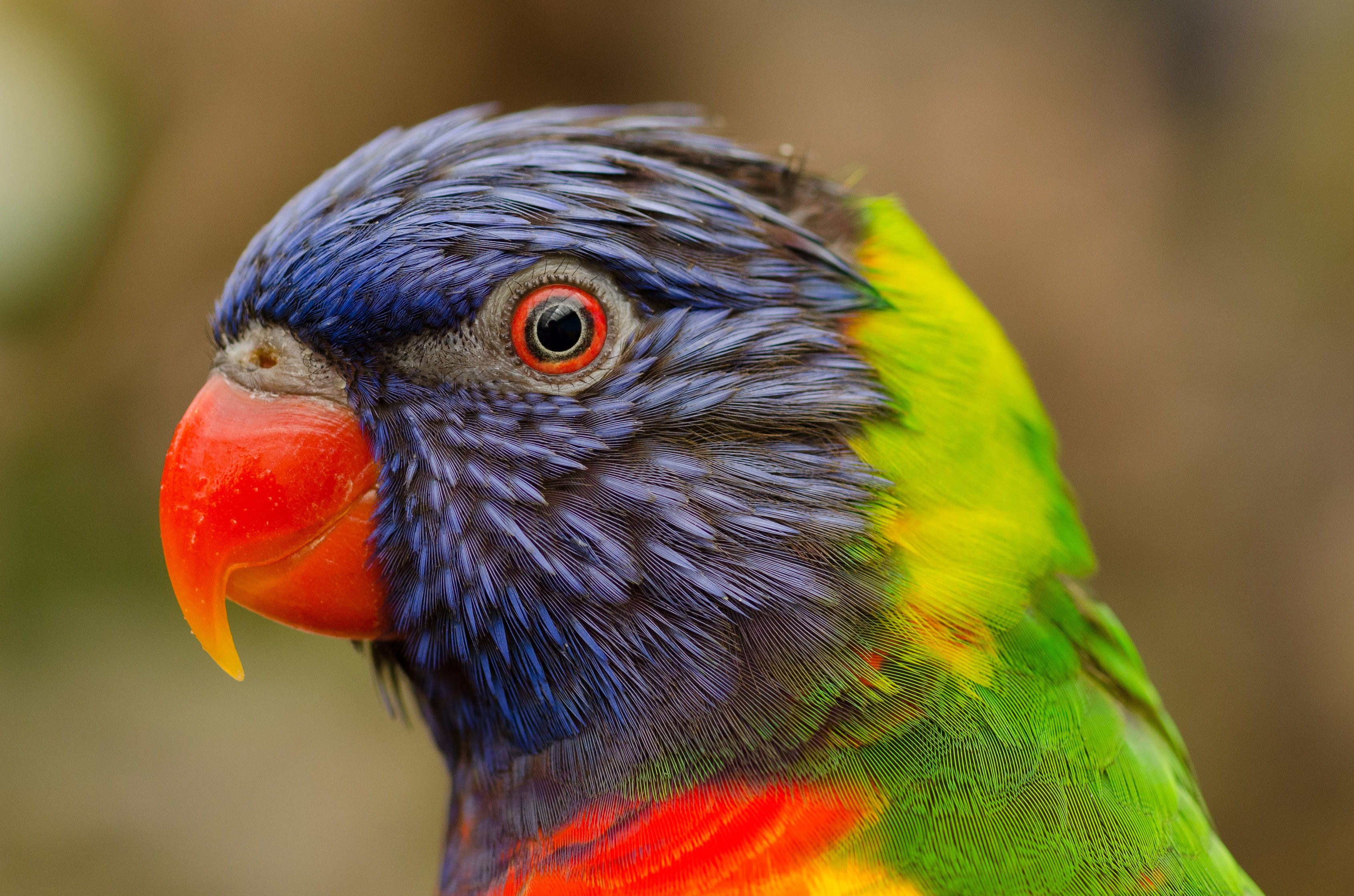 rainbow lorikeet, animal wildlife, pets, feather, yellow, profile view, one animal, animal eye, tropical Climate, outdoors, multi Colored, vertebrate, Lori, HD Wallpaper