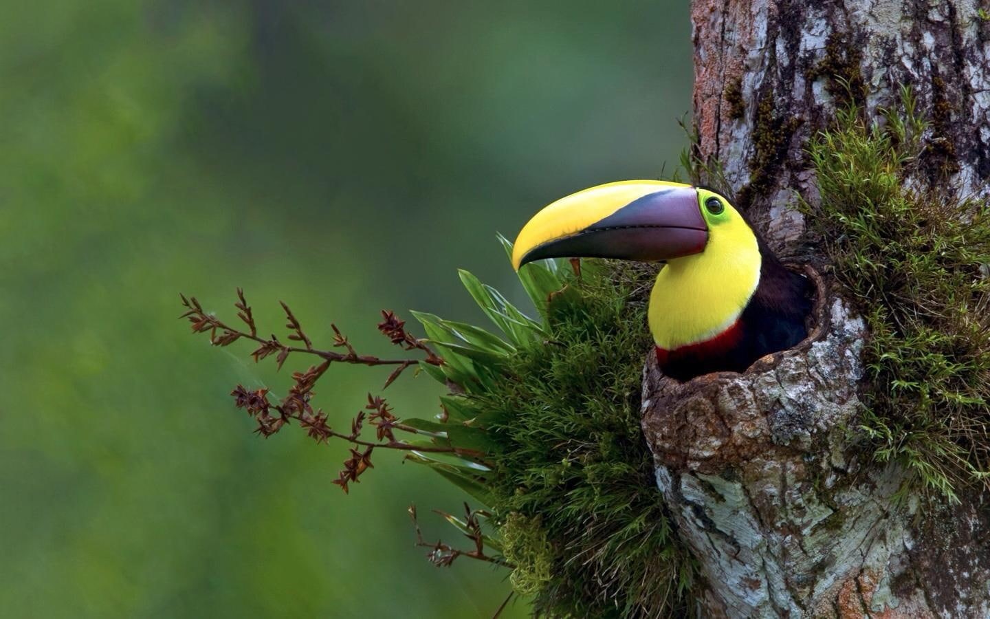 hd, 720P, bird, toucan, tree, animals, tropical, HD Wallpaper
