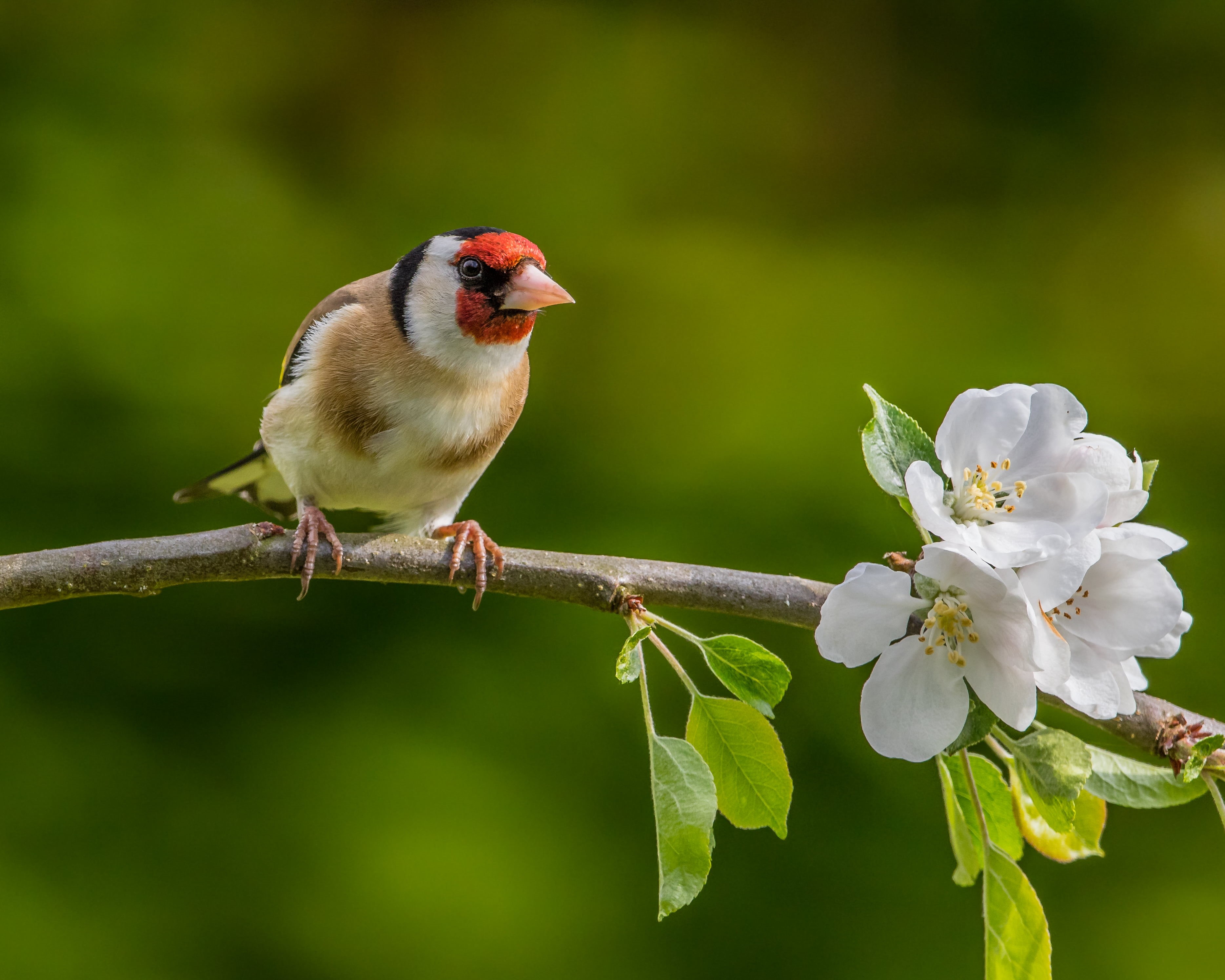 outdoors, close, Hampshire, branch, 2K, Andy, Lens, white, close-up, wildlife, flowers, Apple Tree, apple, tree, photo, beak, Goldfinch, Itchen Abbas, HD Wallpaper