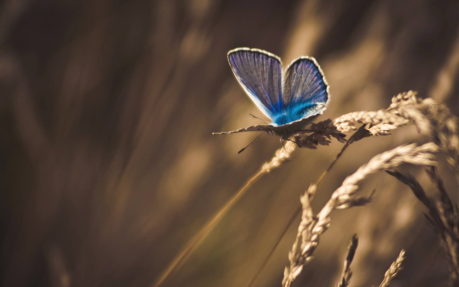 color Image, no people, growth, 1080P, fragility, flying, plant, green Color, purple, meadow, animal themes, lepidoptera, grass, blue, nature, wildlife, HD Wallpaper