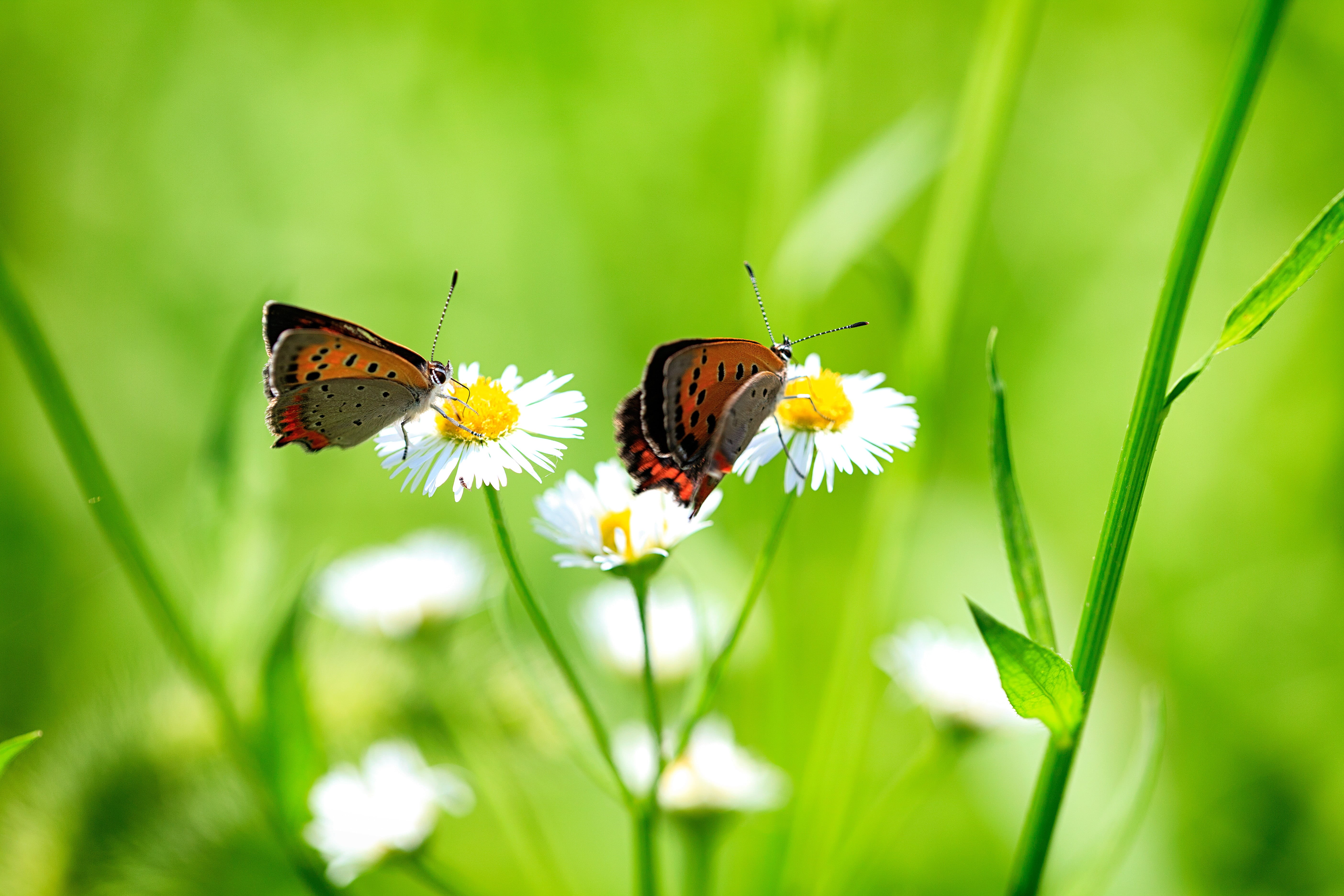 animal, springtime, common, 日本, closeup, Canon  EOS, Dating, beauty In Nature, petaled, two, butterfly, closeup photography, Ageo, Couple, close-up, 5K, HD Wallpaper