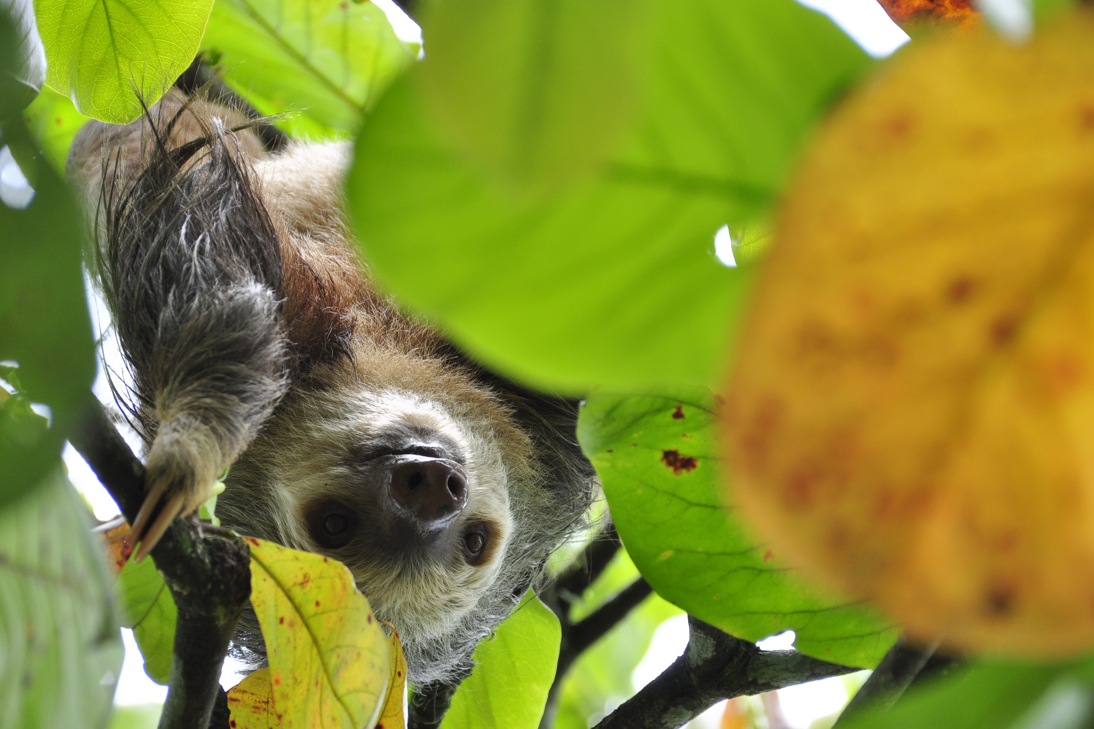 rainforest, mammal, national park, central america, sloth, no people, jungle, monkey, primate, tropics, day, one animal, vertebrate, photo, leaf, animals in the wild, HD Wallpaper