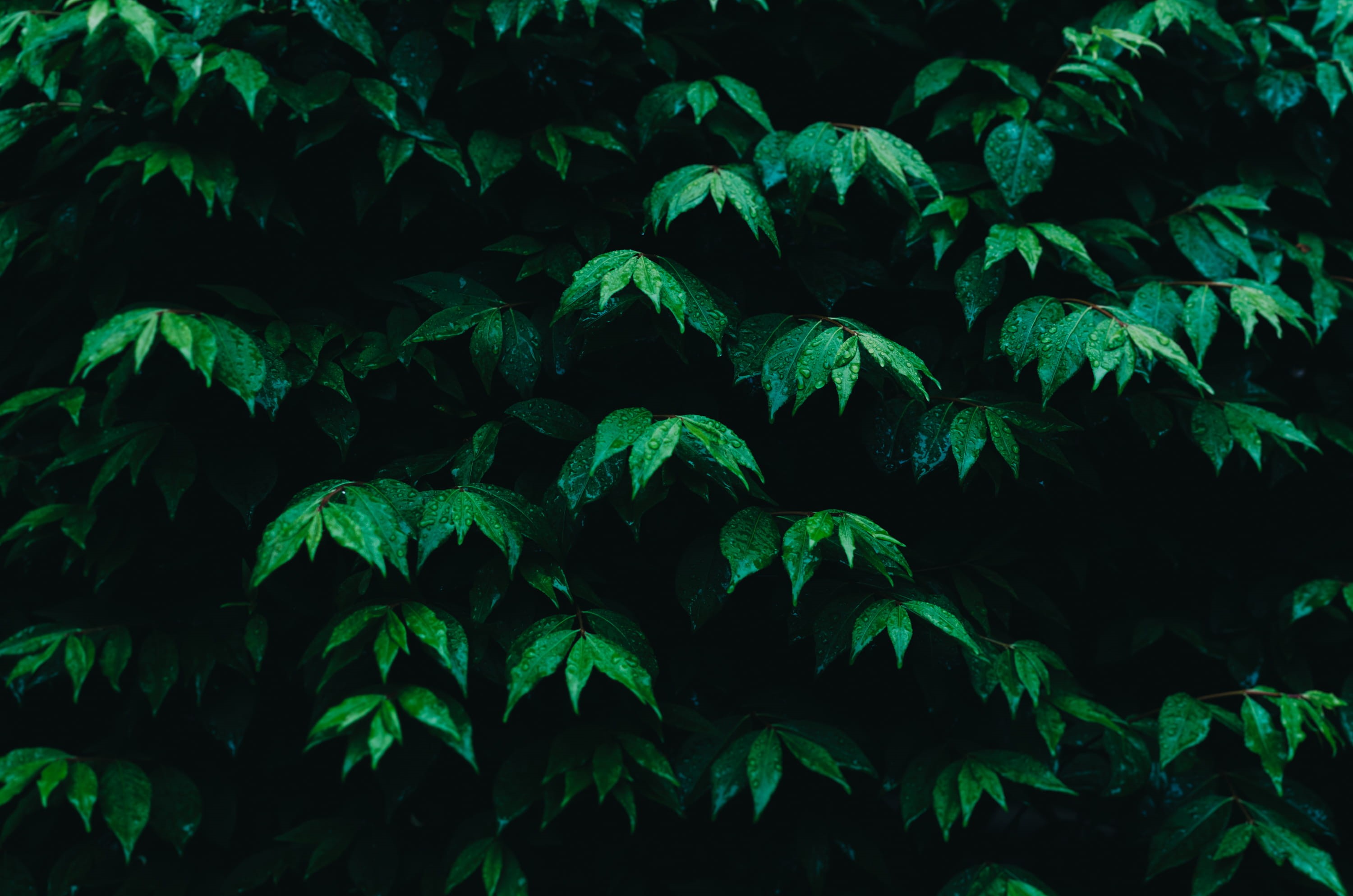 night, lush Foliage, ovate, tree, leafed, full frame, 2K, nature, tranquility, hedge, no people, backgrounds, land, abundance, growth, shrubs, leaves, HD Wallpaper