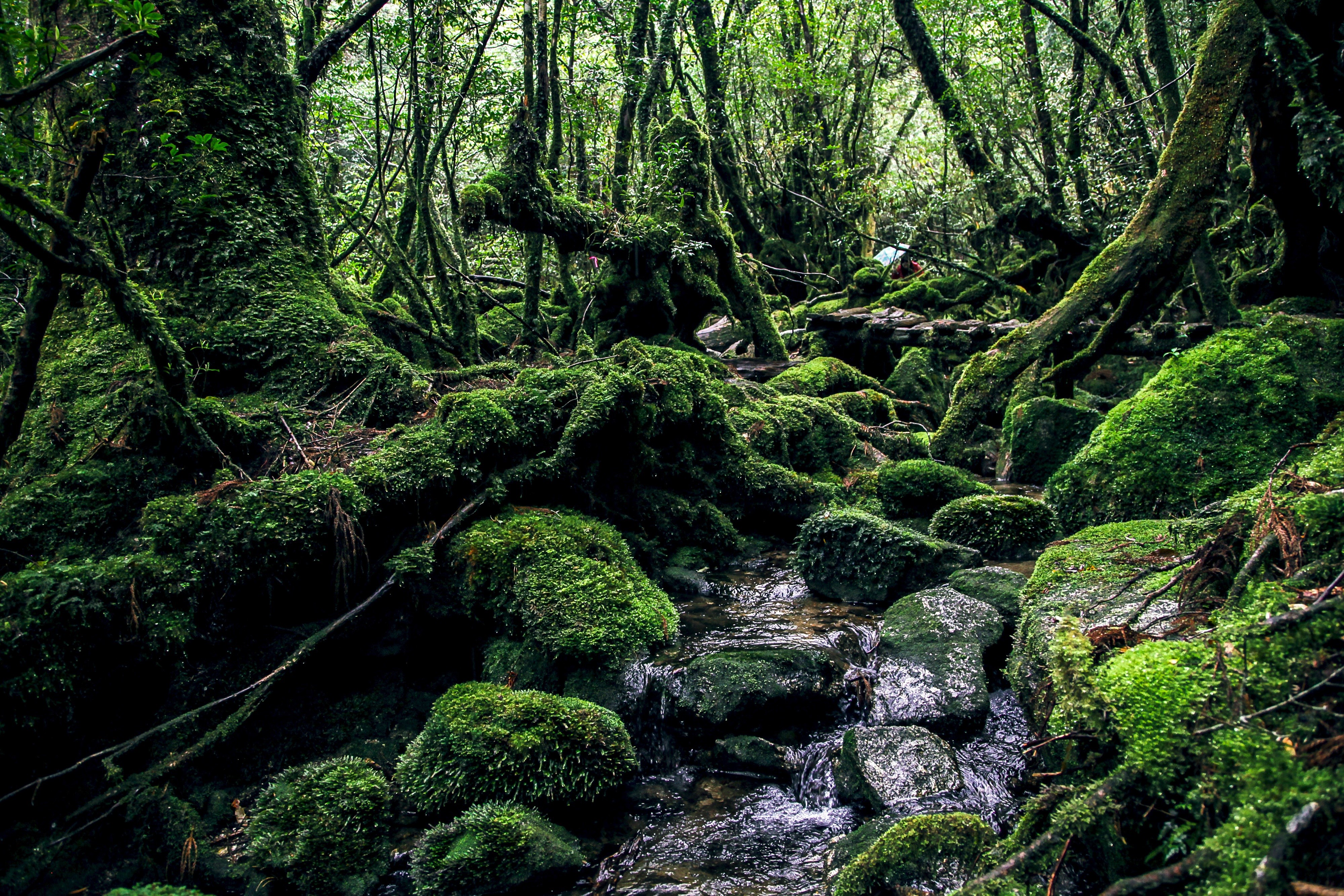 landscape, outdoors, photo, tranquil scene, beauty in nature, tropical Rainforest, scenics - nature, green Color, growth, land, yakushima island, forest, HD Wallpaper