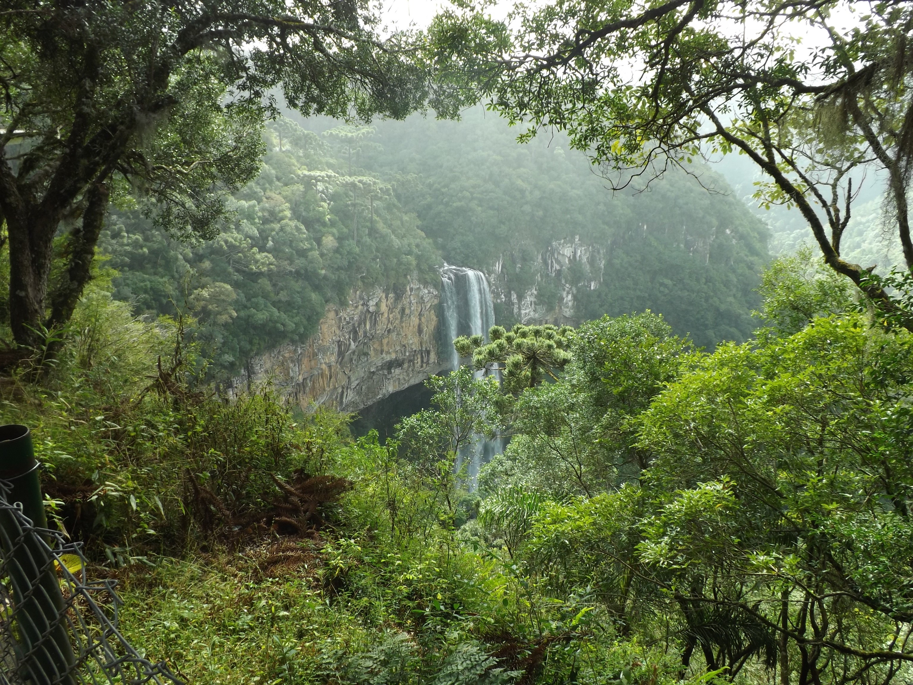 mata atlantica, brazil, flowing, flowing water, tree, motion, nature, green, tropical Rainforest, tranquility, no people, lush foliage, rainforest, asia, HD Wallpaper