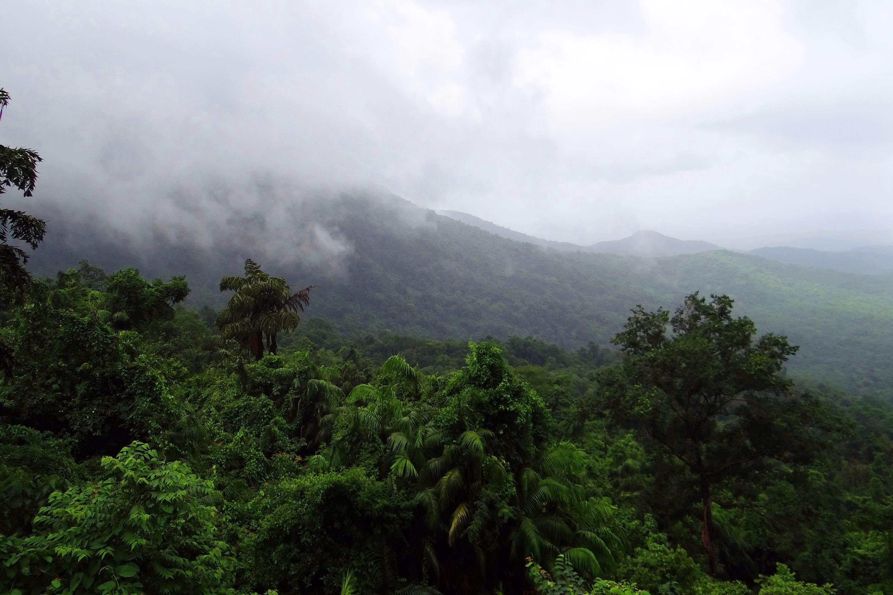 asia, non-urban scene, scenics - nature, 2K, foliage, mollem national park, rainforest, india, nature, no people, cloud - sky, tree, tranquil scene, western ghats, HD Wallpaper