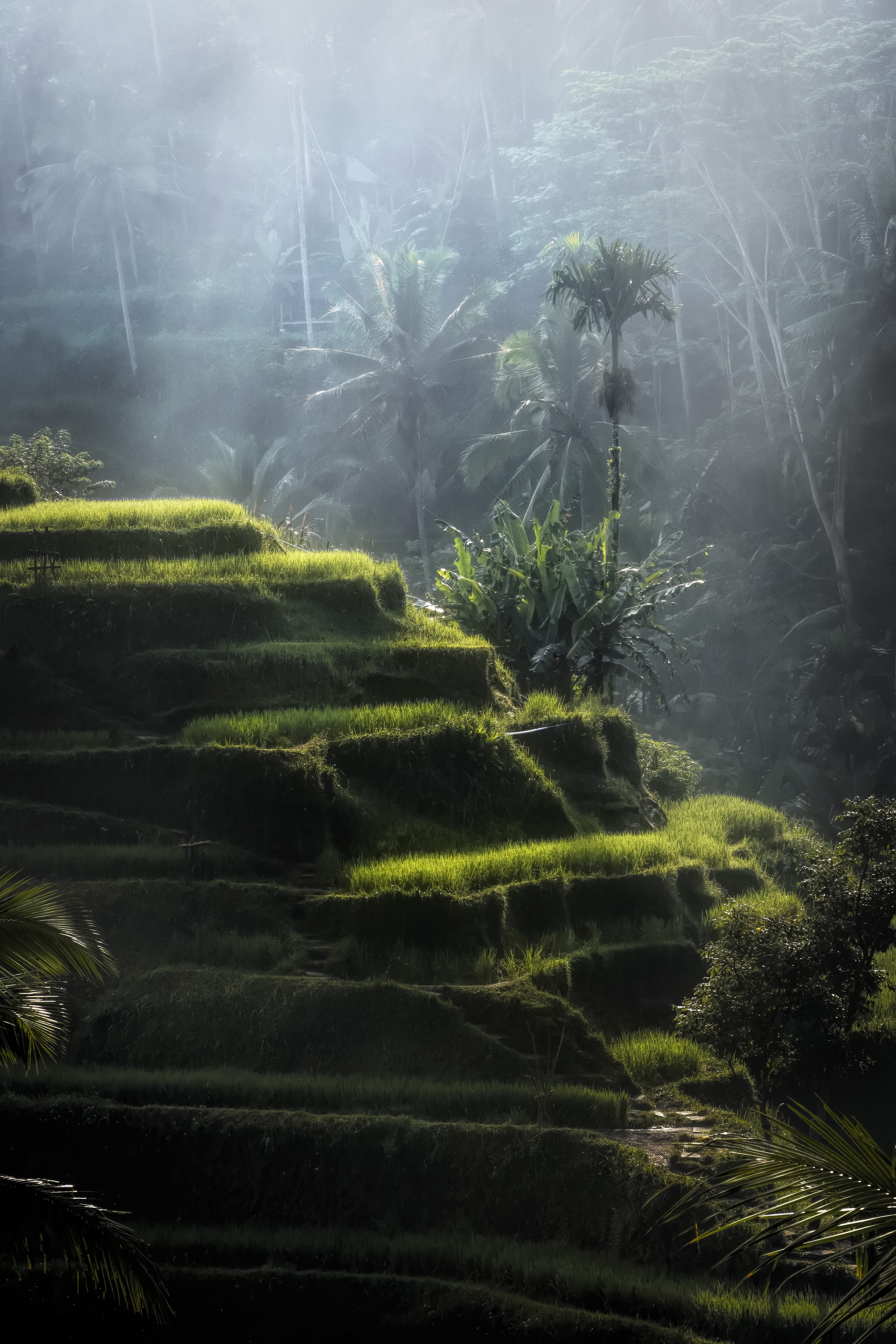 Tegalalang Rice Terraces, plantation, tranquil scene, green, outdoors, tree, scenic, day, scenics - nature, 5K, tropical, field, foliage, rice fields, Phone HD Wallpaper