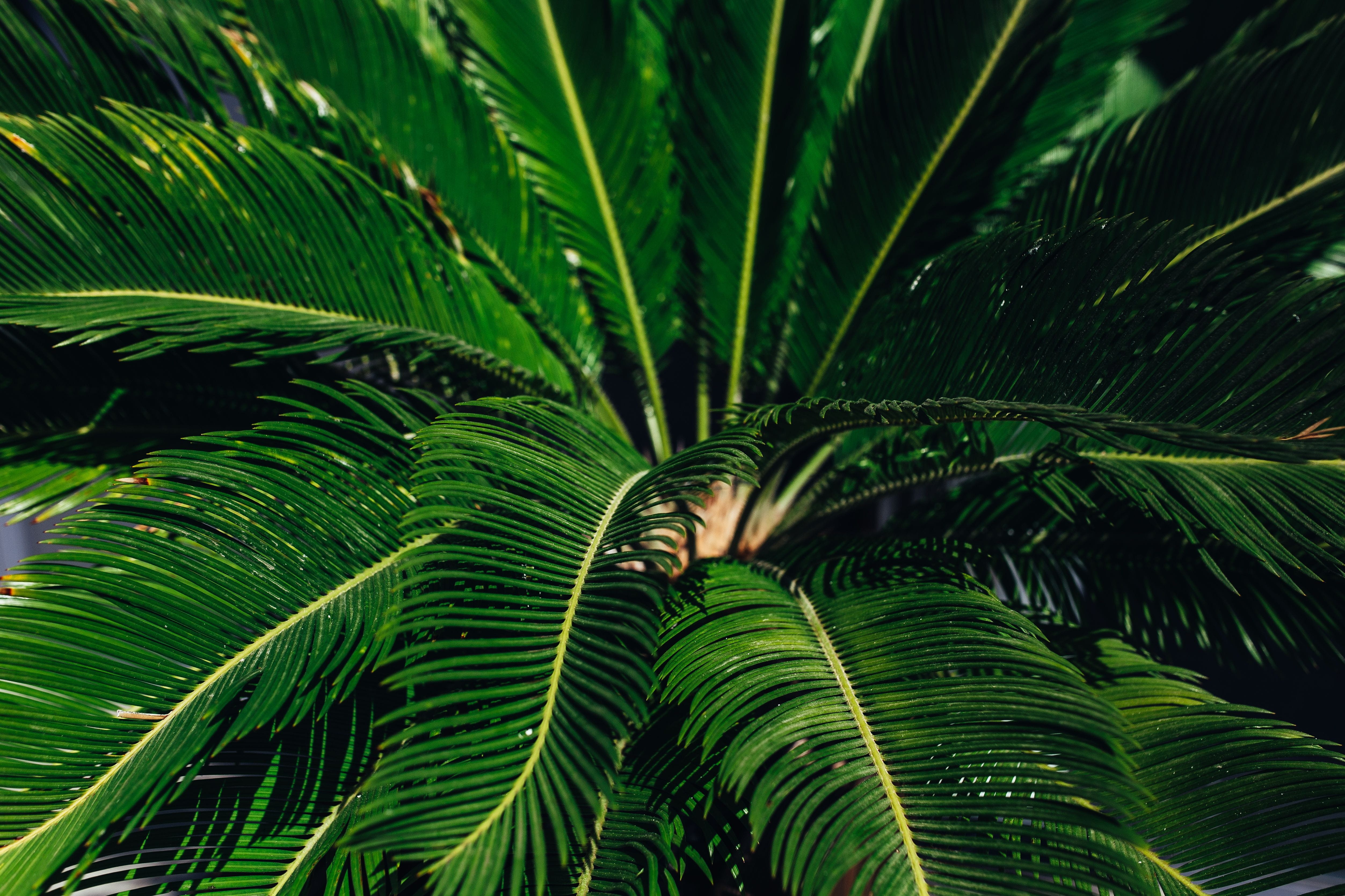 close, beauty In Nature, Close-ups, outdoors, nature, 4K, day, green plant, leaf, tropical Rainforest, no People, summer, forest, ups, tropical Climate, HD Wallpaper