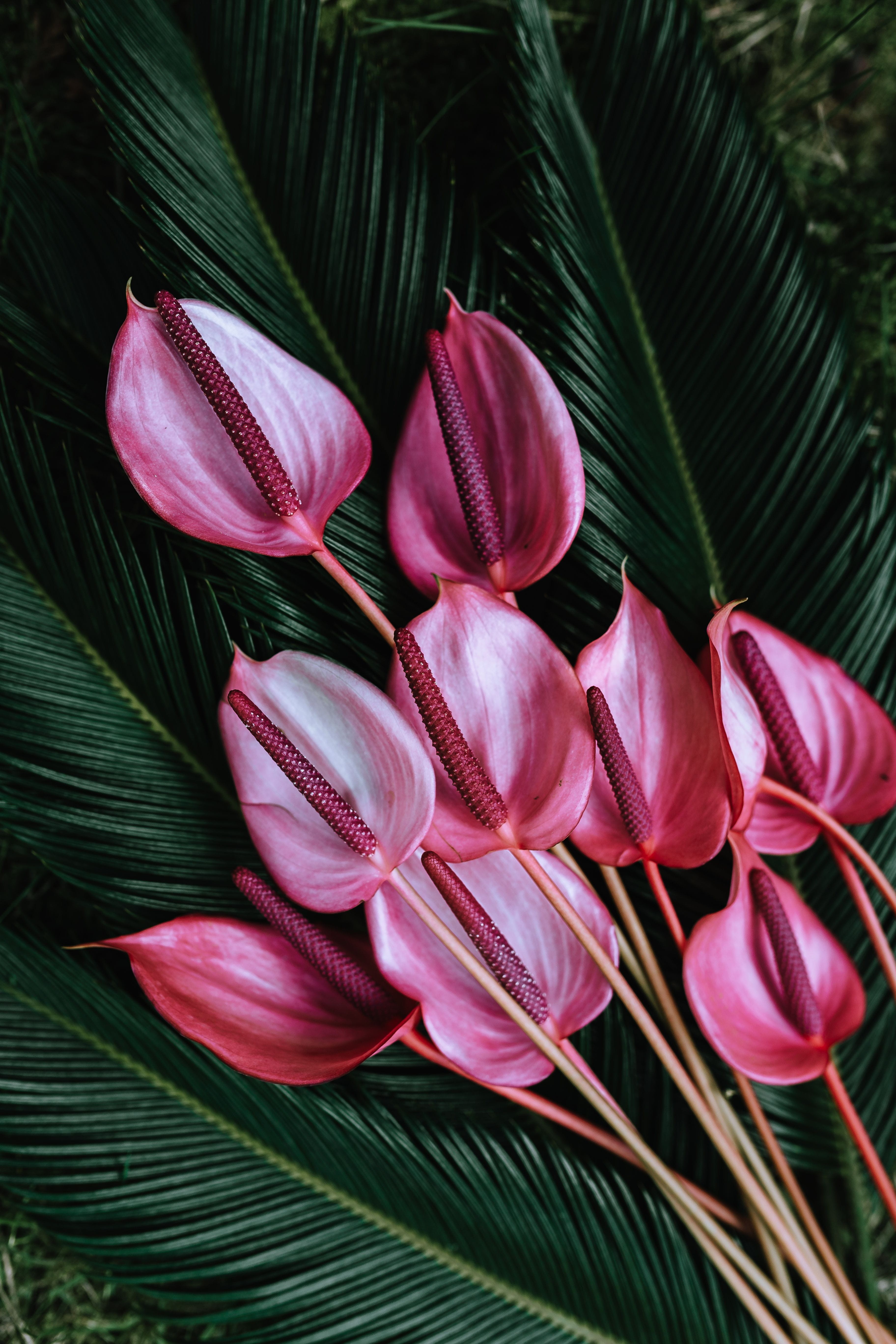 softness, no people, day, close-up, vulnerability, leaf, green color, growth, Exotic, plant, fragility, pink color, plant part, flora, Colorful, flower, Phone HD Wallpaper