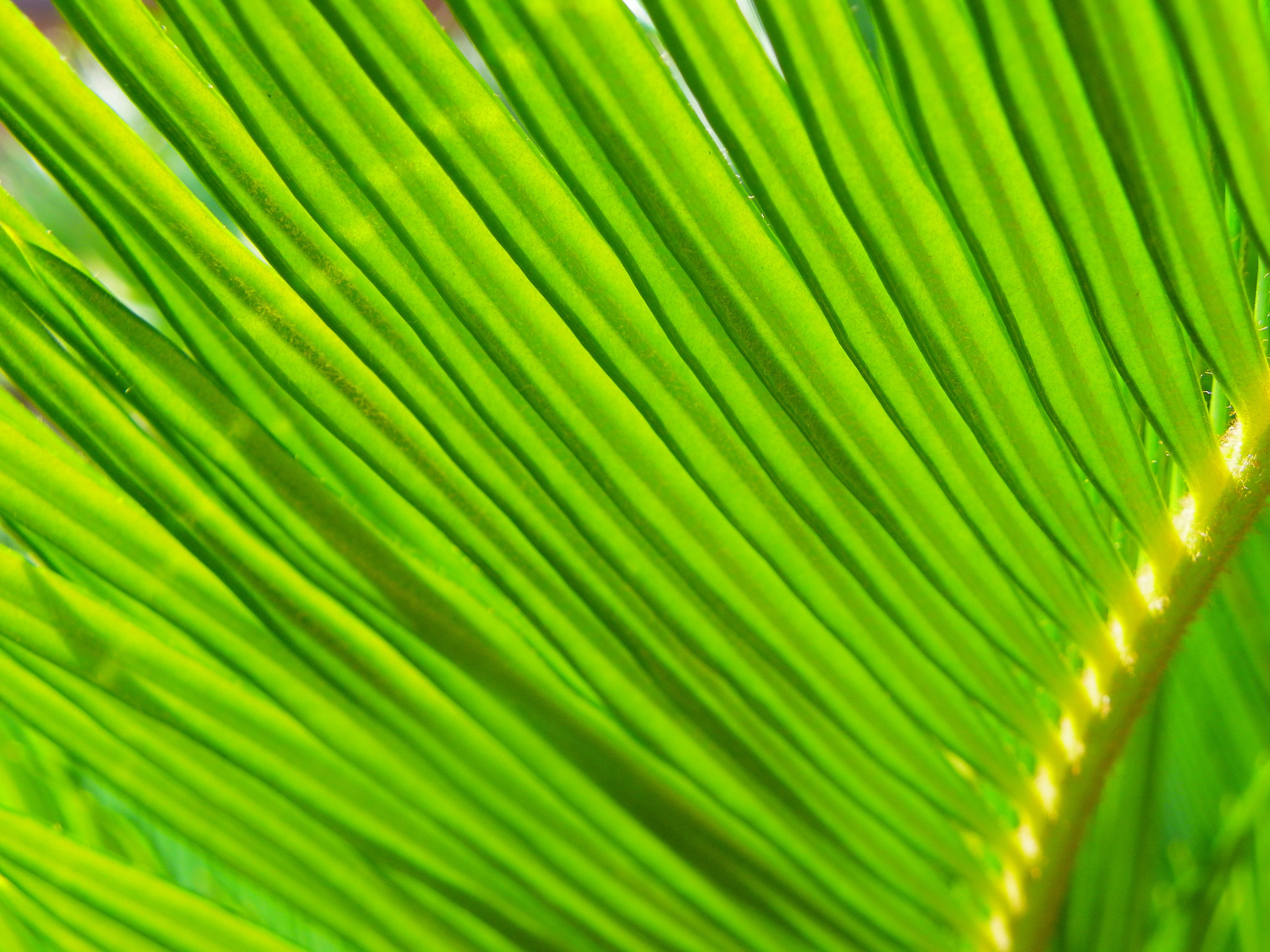 JPG, pattern, tree, leaves, tropical Climate, close-up, green leaves, palm Tree, green Color, plant, macro, 4K, backgrounds, botany, leaf, abstract, freshness, HD Wallpaper