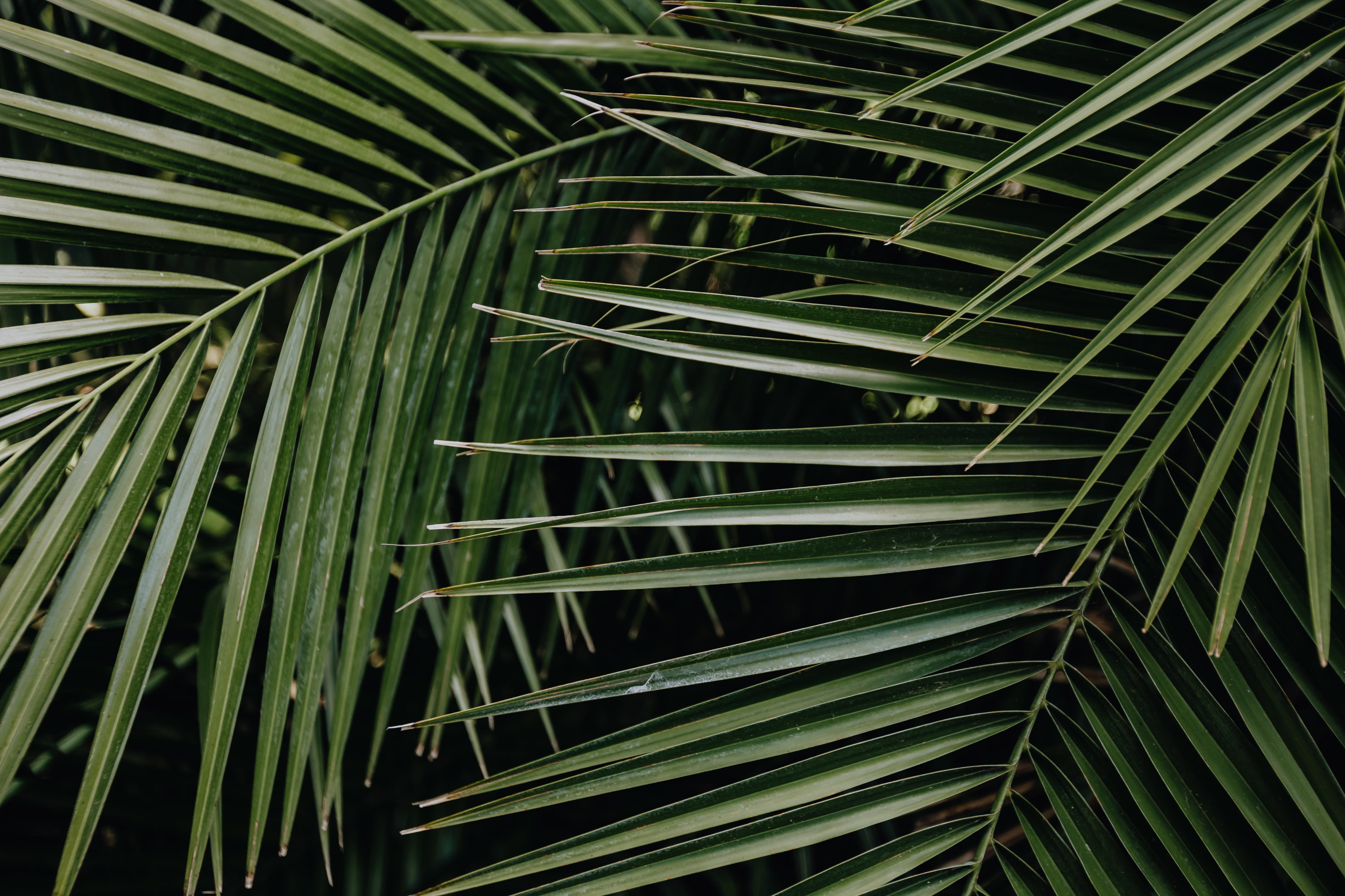 green color, summer, jungle, day, growth, backgrounds, tropical climate, no people, beauty in nature, freshness, palm tree, tropical, close-up, HD Wallpaper