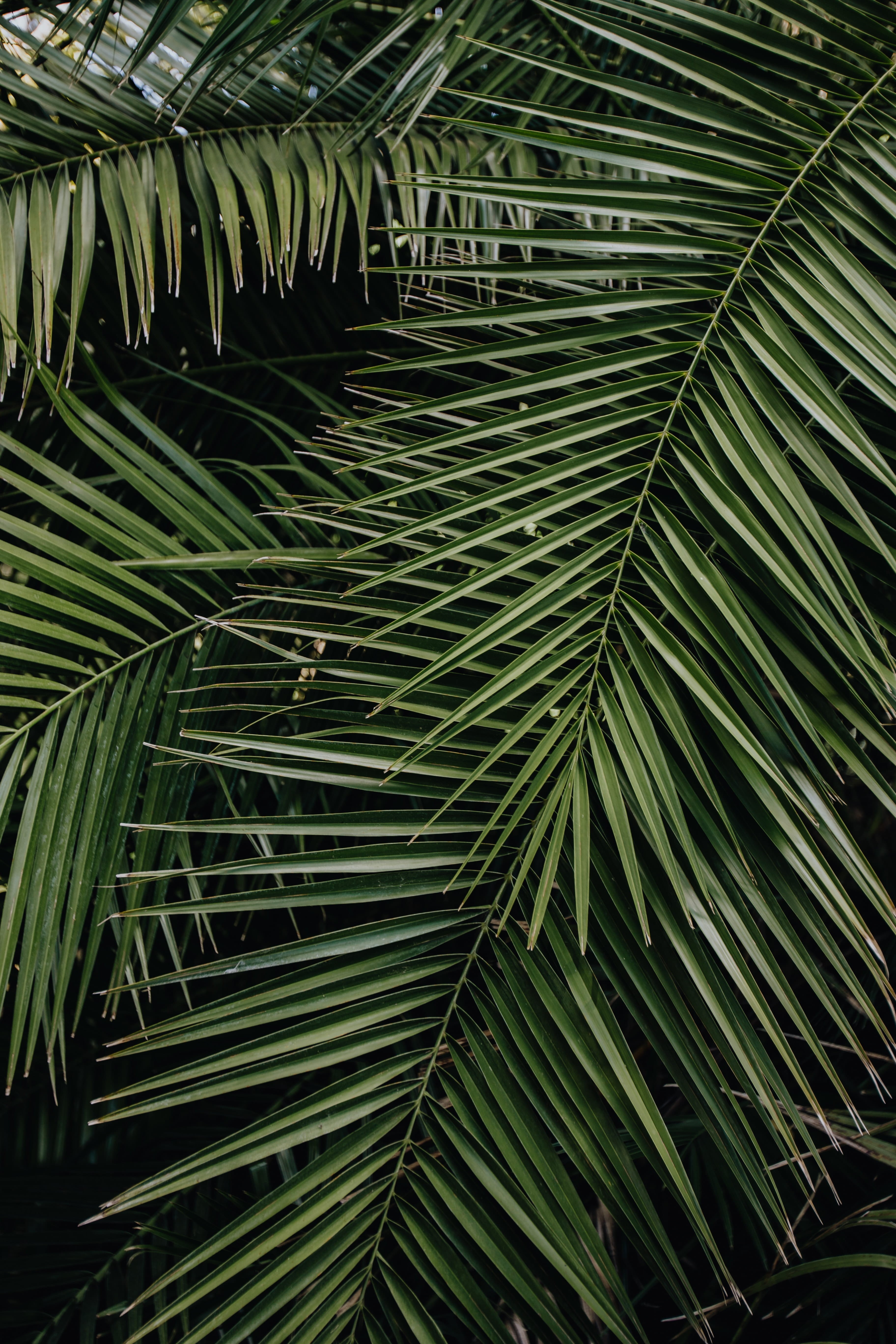 growth, coconut palm tree, palm, tropical climate, green, backgrounds, no people, natural pattern, 5K, botanical, day, floral, full frame, paradise, jungle, Phone HD Wallpaper