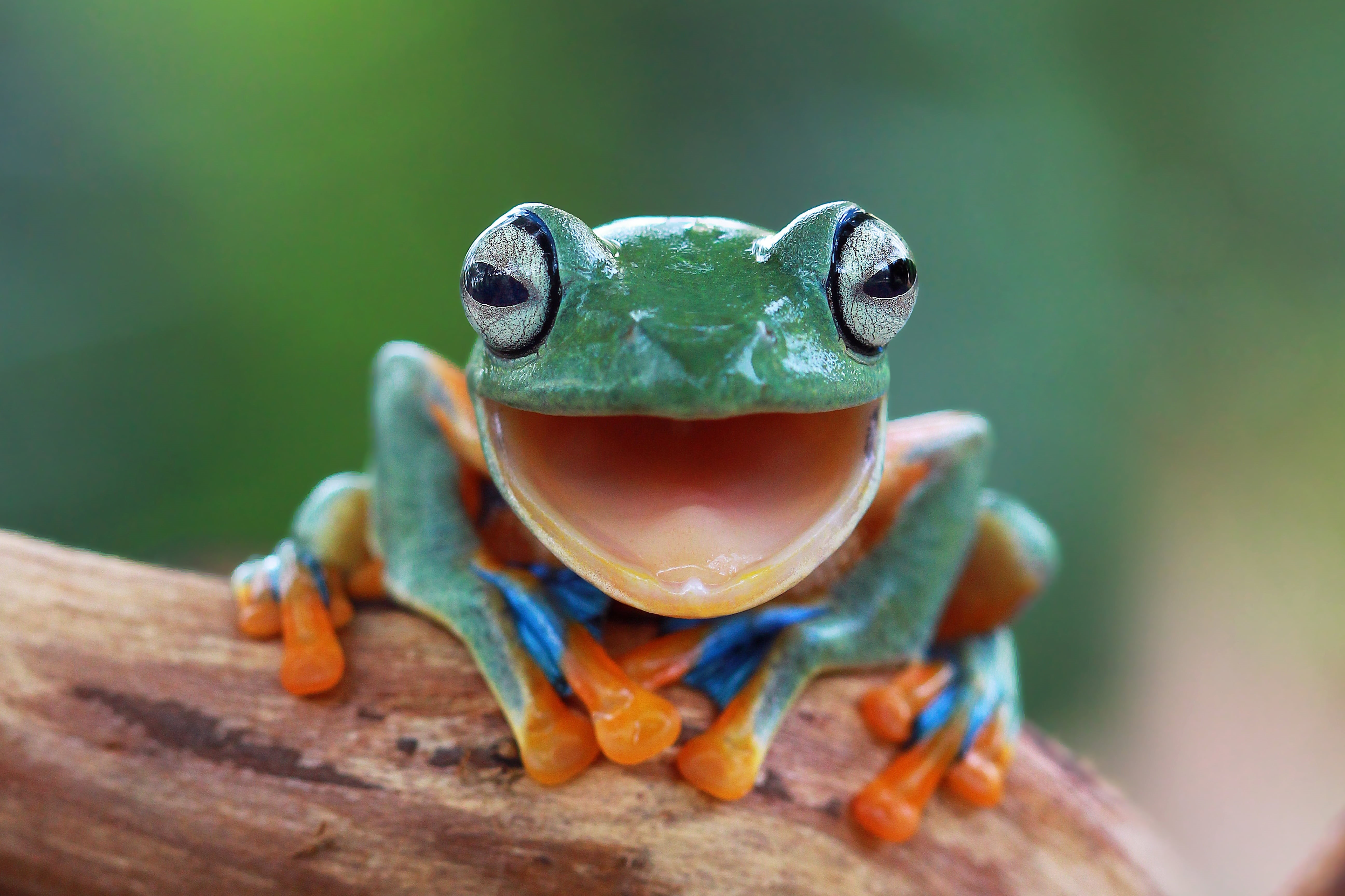 day, blur, vertebrate, legs, 5K, animal wildlife, green, animal eye, province, East, green color, selective focus, animal head, animals in the wild, HD Wallpaper