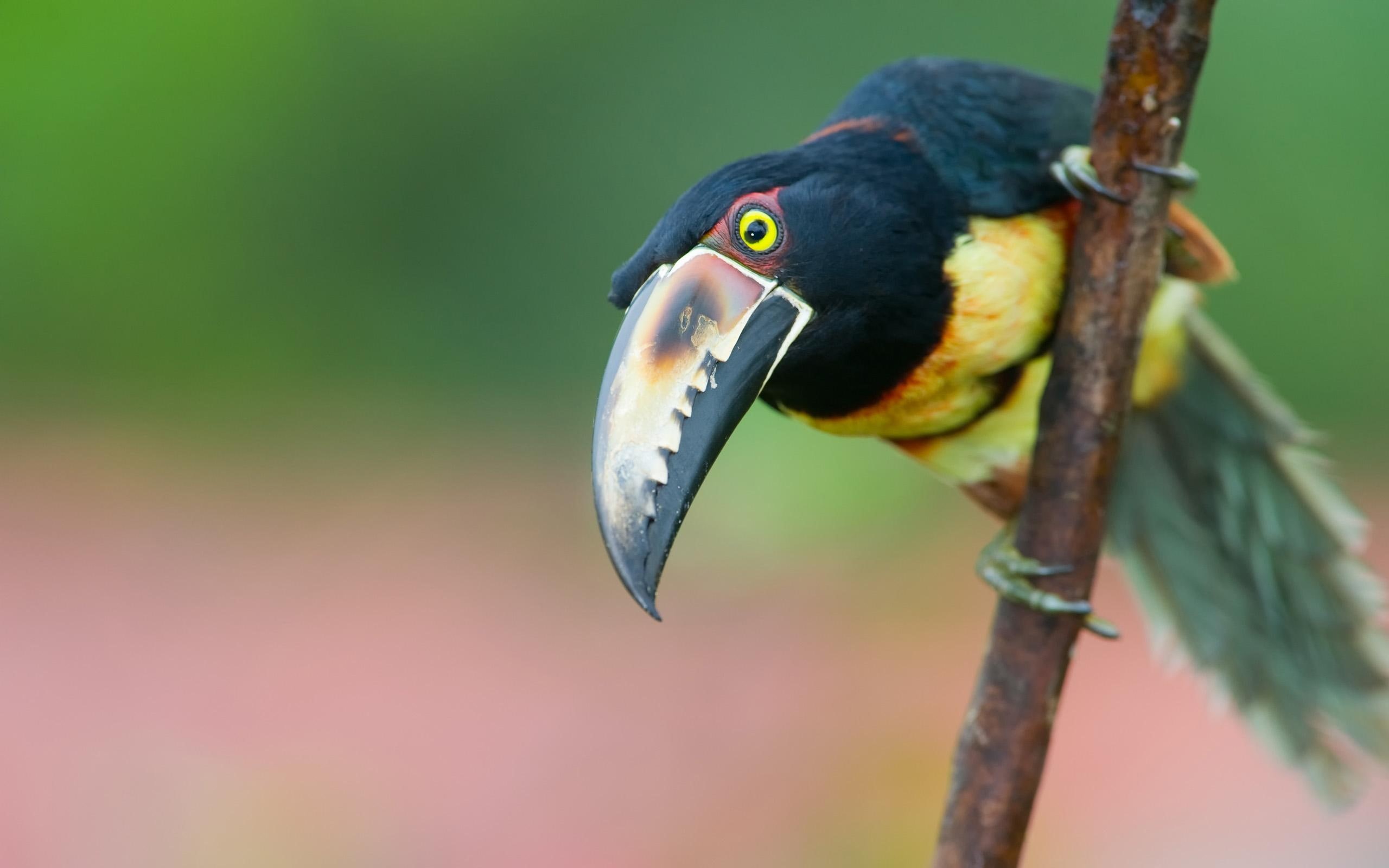 black, 2K, toucan, tropical, bird, animal, yellow, colors, feathers, animals, colorfull, branch, HD Wallpaper