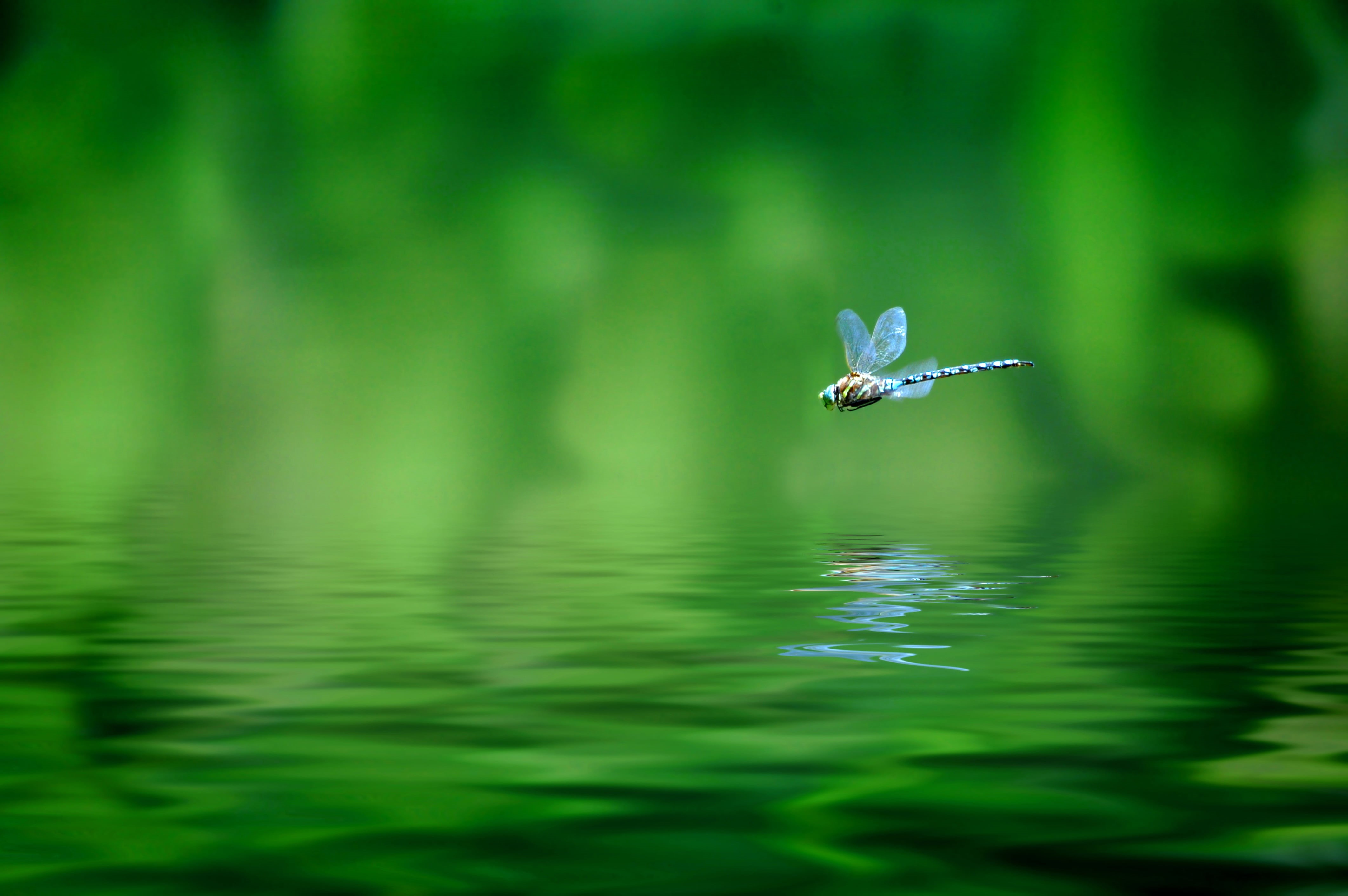 animals in the wild, no people, bokeh, macro, East, flight, water surface reflection, waterfront, tropics, speed, bird, 4K, flying, nature, HD Wallpaper