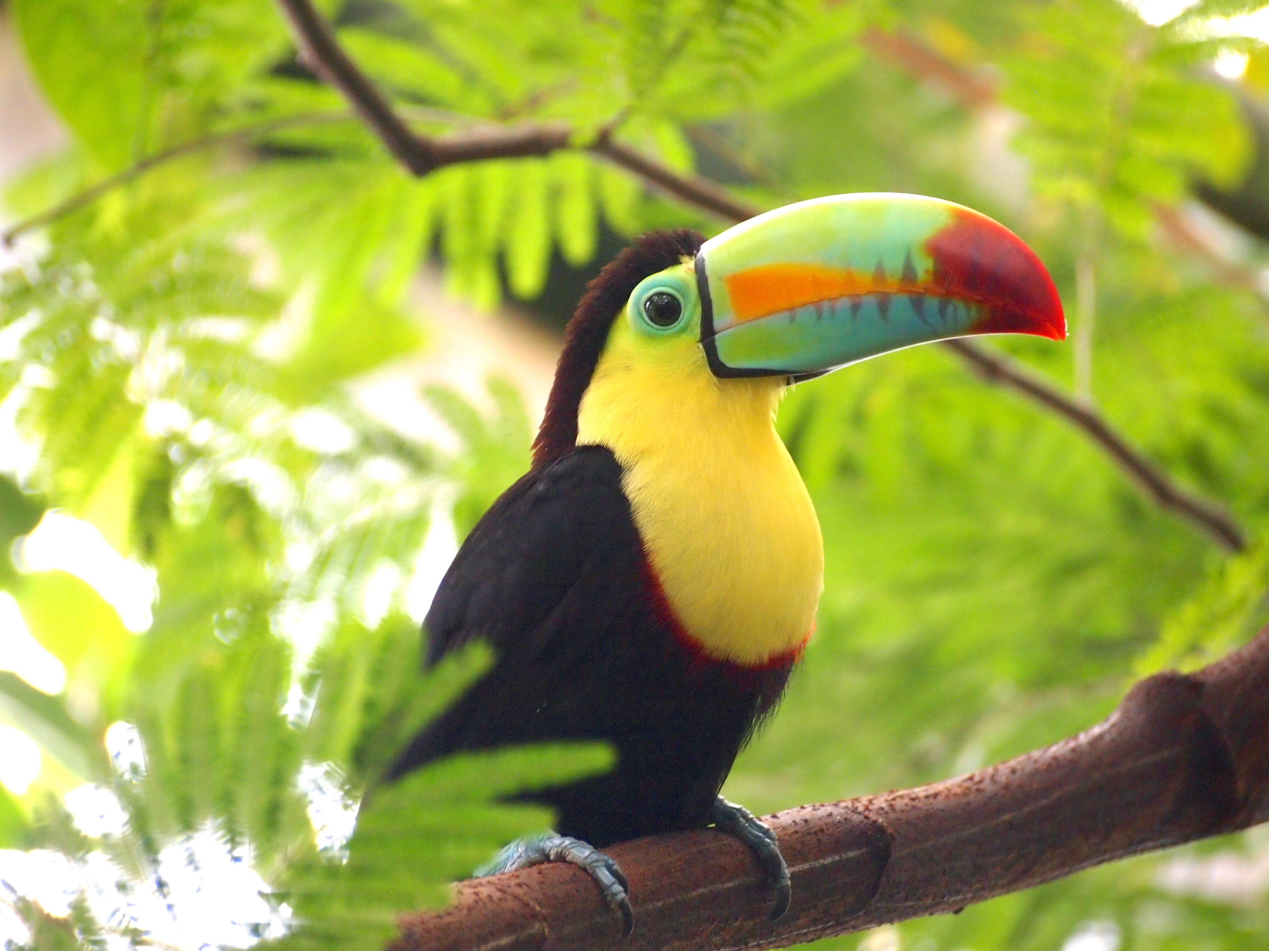 animal wildlife, day, perched, vertebrate, toucan, tropical, outdoors, bird, 4K, beak, tree, close-up, branch, nature, animal, exotic, animal head, multi colored, HD Wallpaper