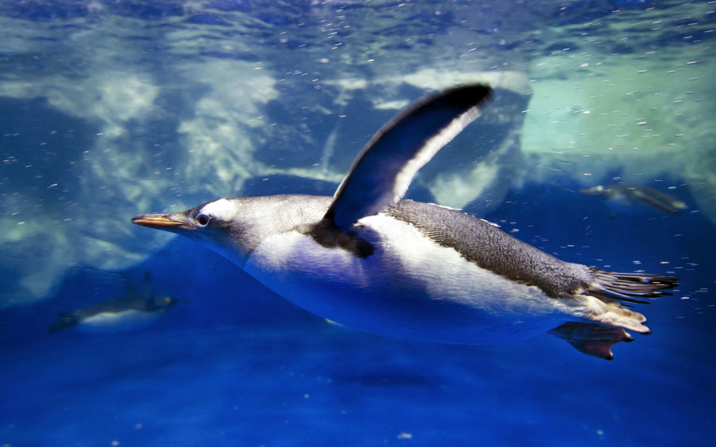 blur, Glacier, diving, bokeh, travel, animals, bubbles, 2K, swimmer splashes, waves, black, tourism, Antarctica, Penguin, sea, ocean, my planet, jumping, HD Wallpaper