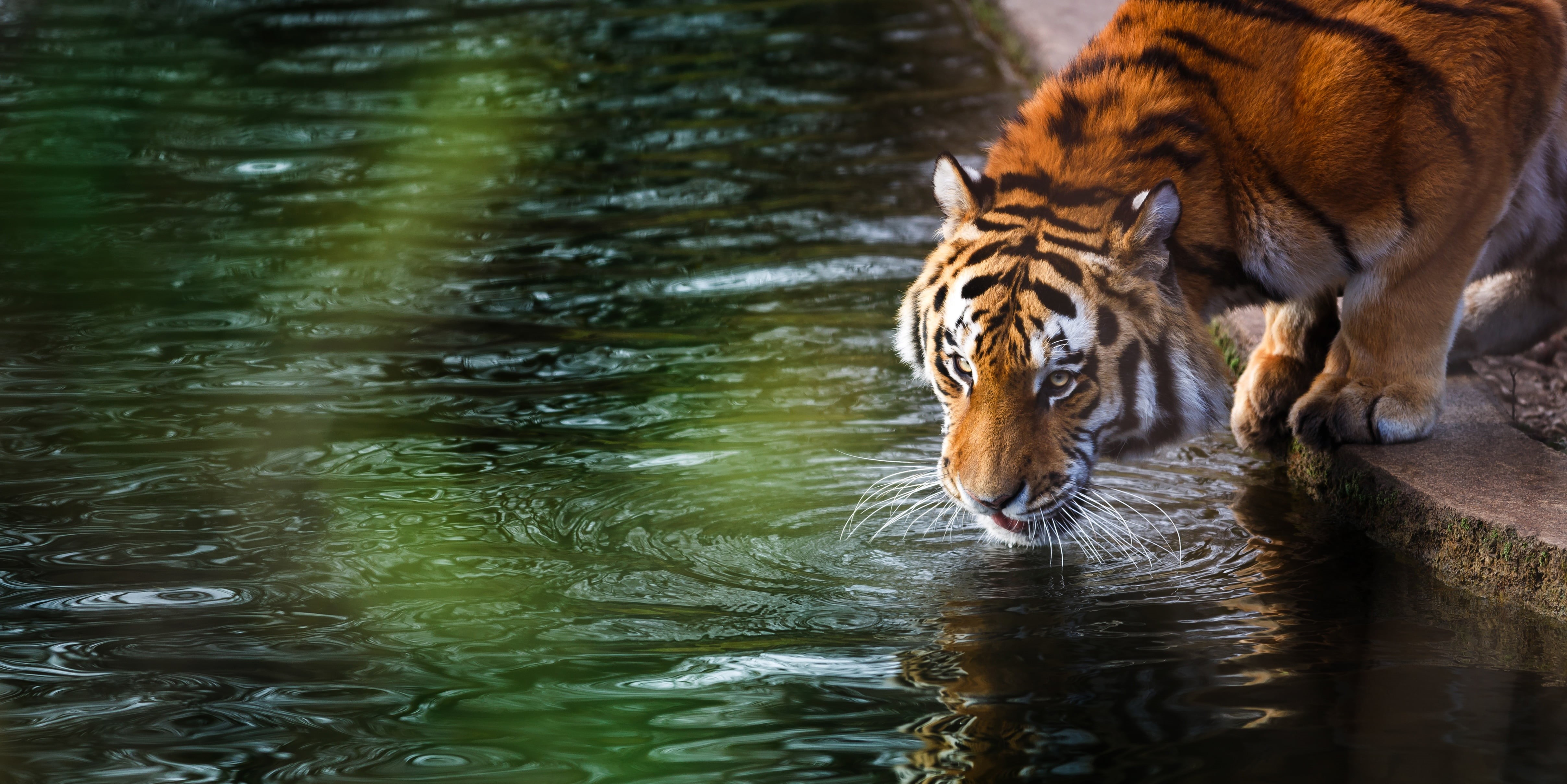 feline, big cat, travel, summer, my planet, watering thirsty lake, forest, whisker, bokeh, animals, no people, lake, 4K, carnivora, animal wildlife, one animal, HD Wallpaper