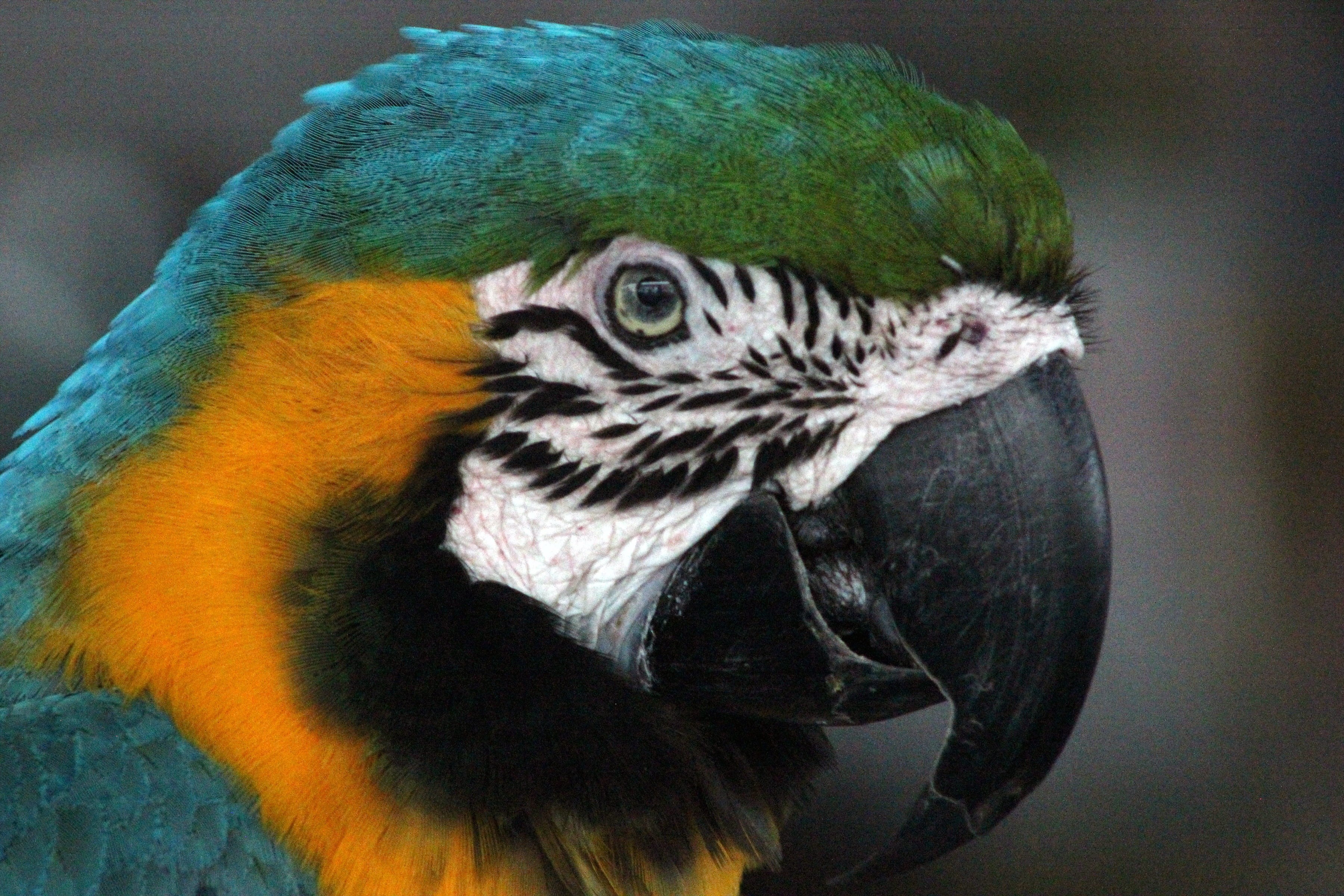 animal head, one animal, animals, portrait, focus on foreground, green, wildlife, beak, vertebrate, tree, orange, animal, 2K, yellow, nature, plumage, HD Wallpaper