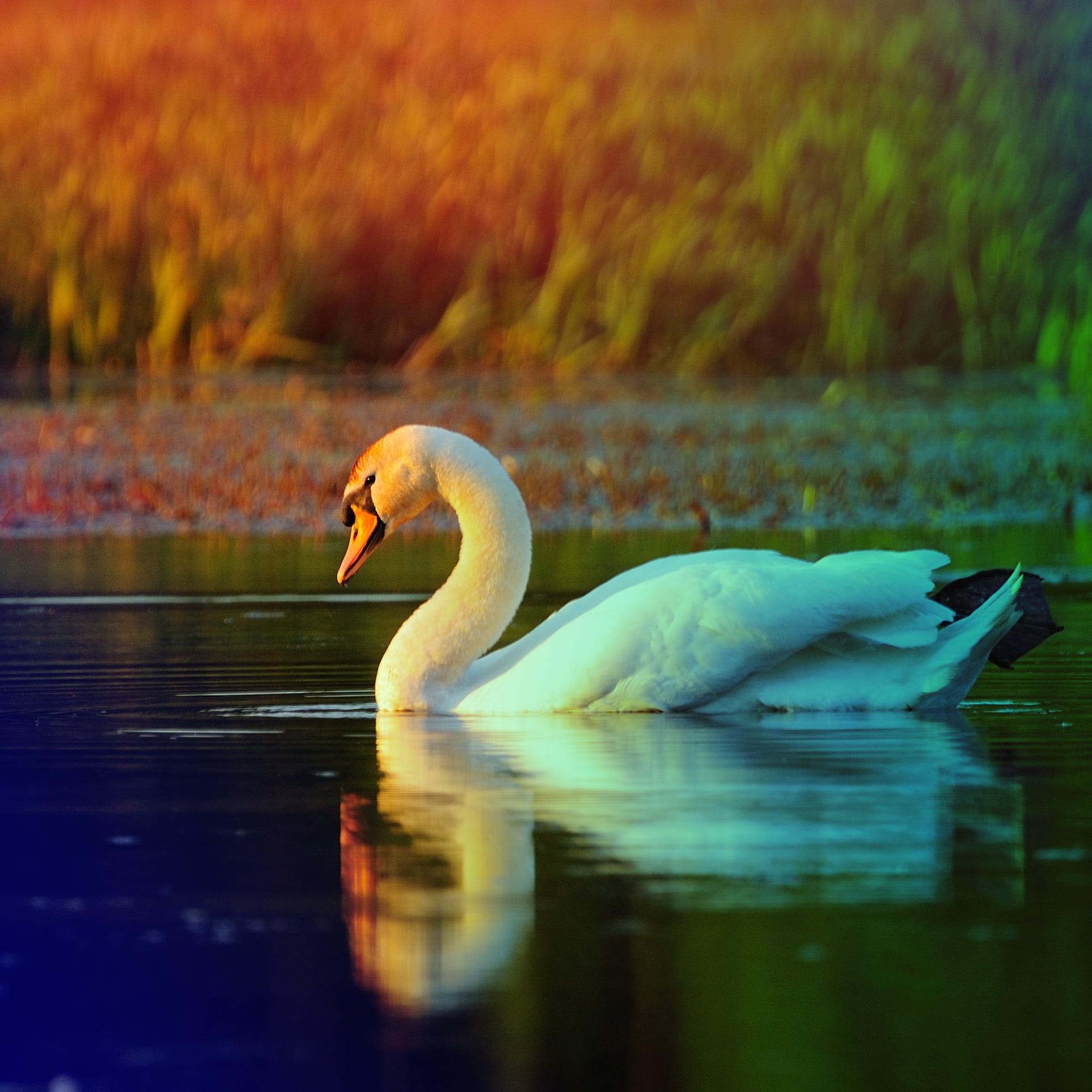 premium, comment group, Level 2, pond, black, Remember That, beauty In Nature, swan, Sverige, Give Me Five, Shots, Gothenburg, animal, Best of, Flickr, Phone HD Wallpaper