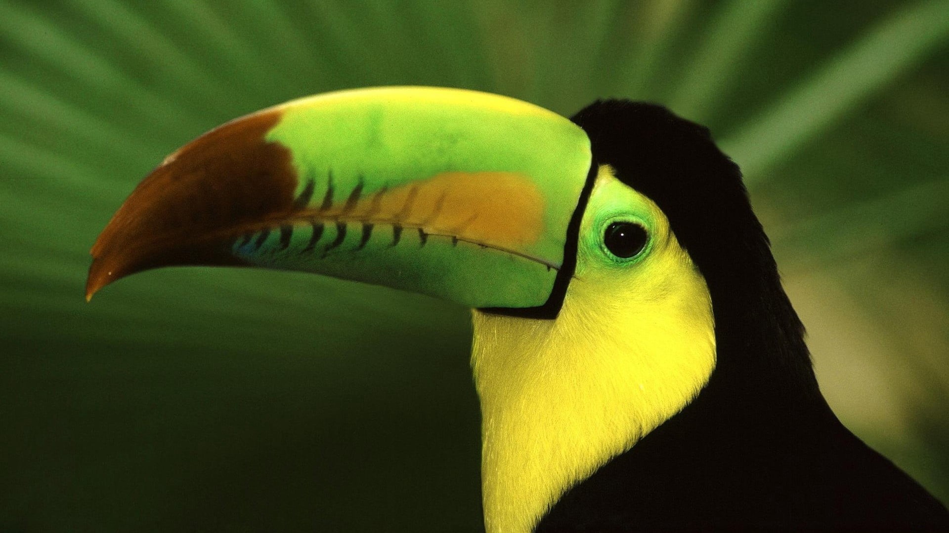 amazon Rainforest, animal eye, feather, green Color, vibrant color, eye, focus on foreground, vertebrate, toucan, color, parrot, wildlife, animal wildlife, HD Wallpaper