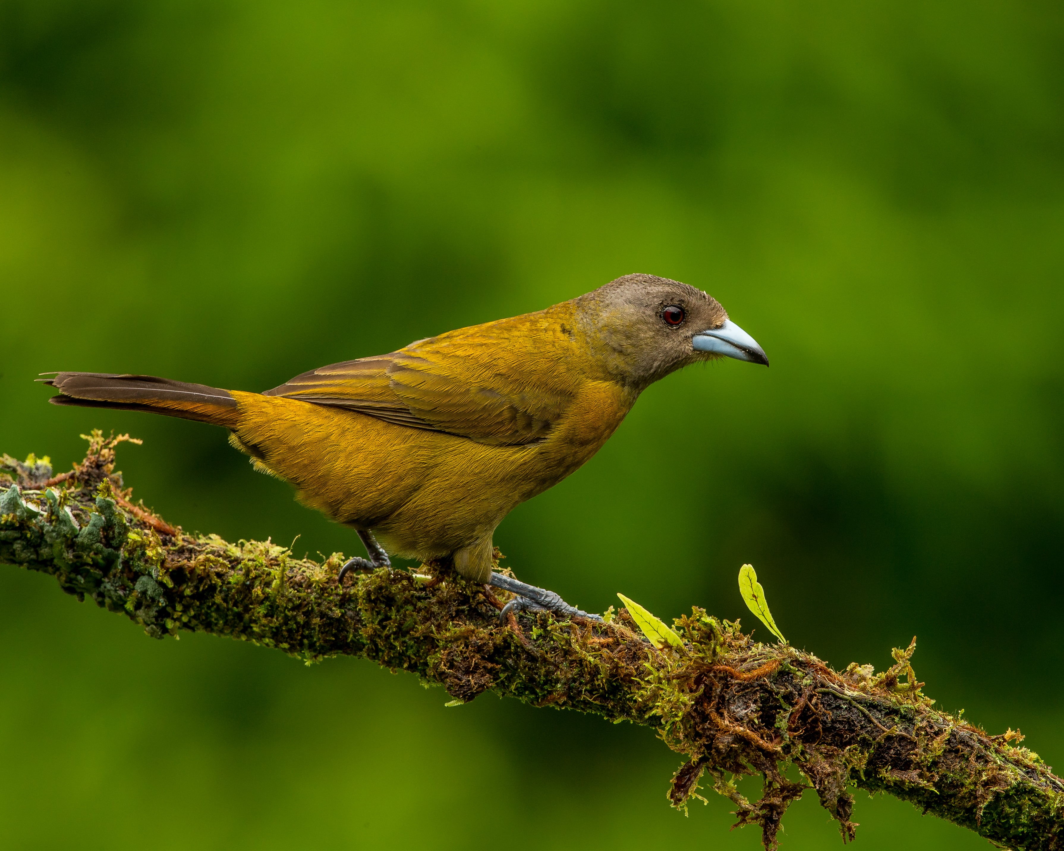 animal, brown, close-up, bird, Female, Passerinis Tanager, close, Lens, tanager, brown bird, beak, photo, perching, close up, wildlife, Nature, animals In The Wild, HD Wallpaper