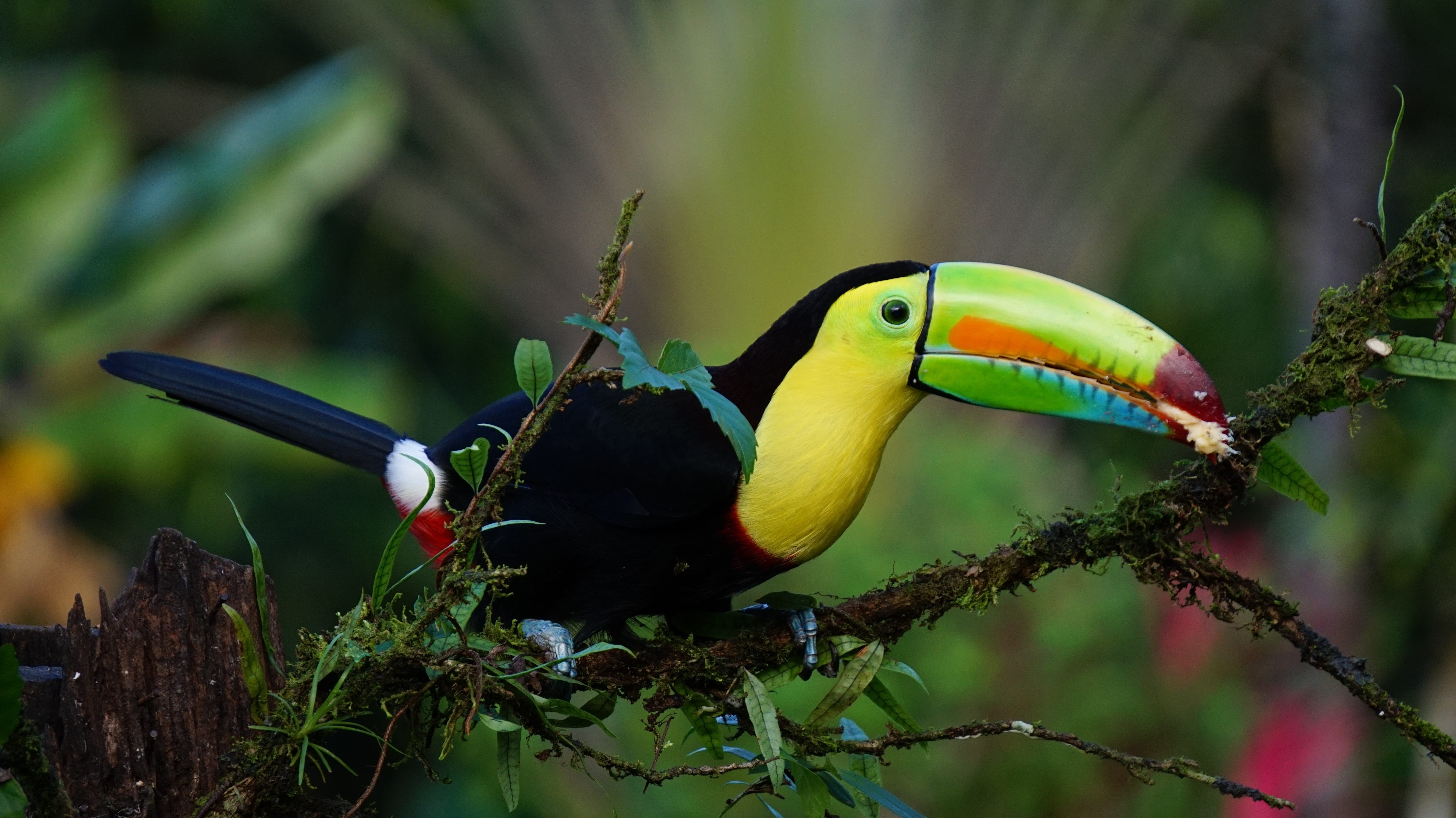animals in the wild, tropical rainforest, animal themes, perching, 5K, bird, tree, multi colored, animal, one animal, branch, vertebrate, hornbill, black, HD Wallpaper