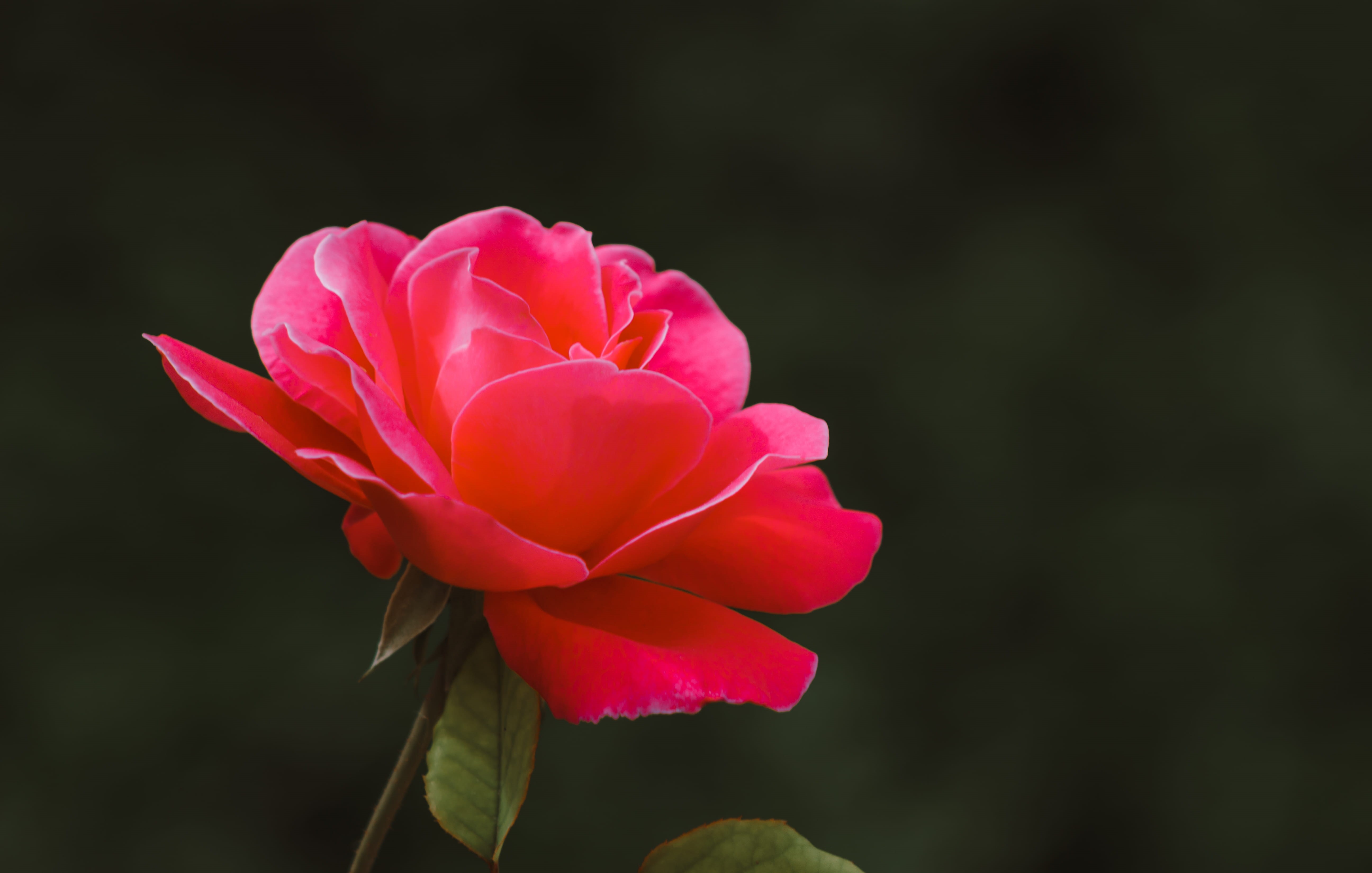 flower head, 5K, blur, beautiful, bloom, petal, growth, freshness, plant, pink color, flower, petals, no people, focus, vulnerability, video, HD Wallpaper