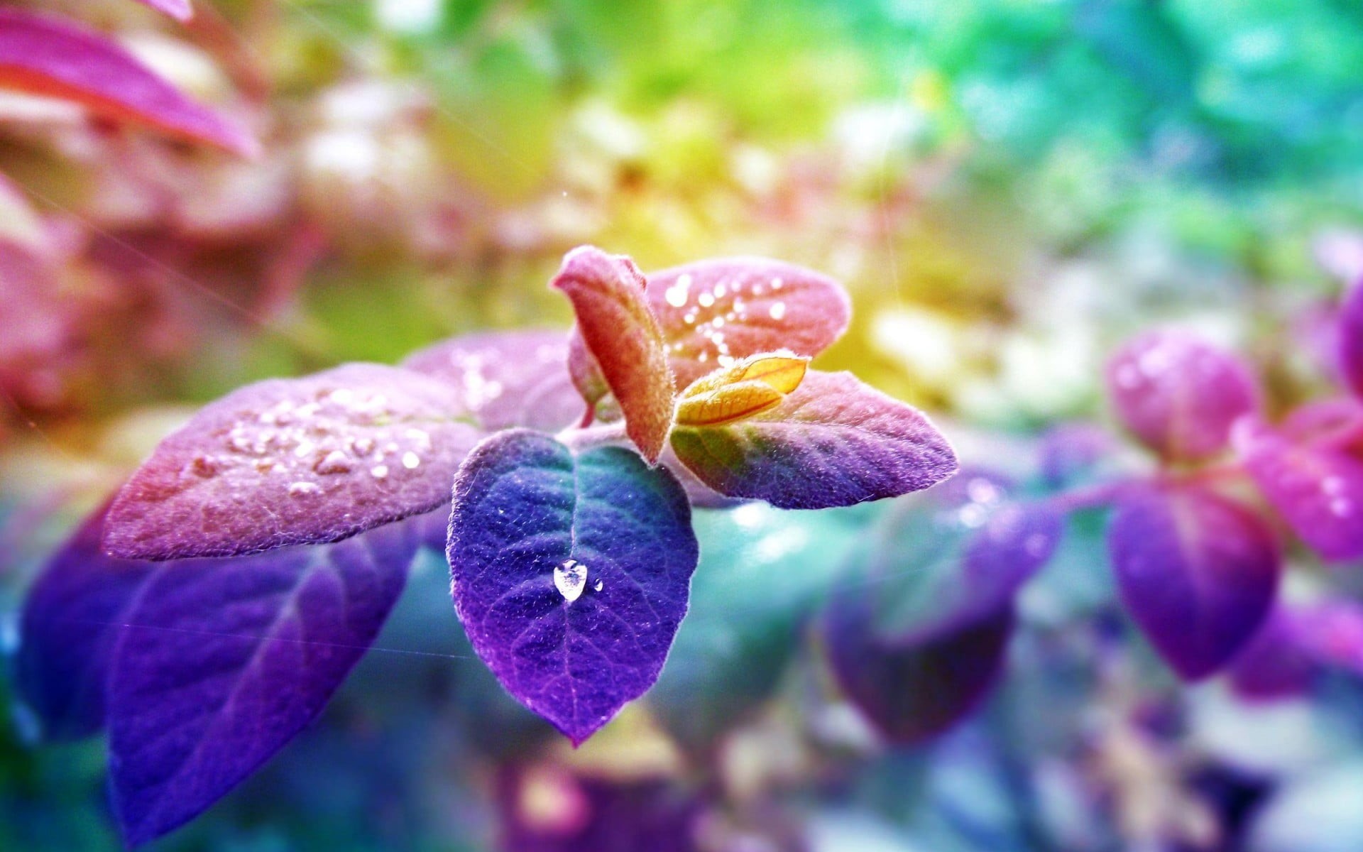 summer, growth, no People, leaf, vulnerability, nature, close-up, purity, pink Color, autumn, purple, focus on foreground, day, season, plant, plant part, HD Wallpaper