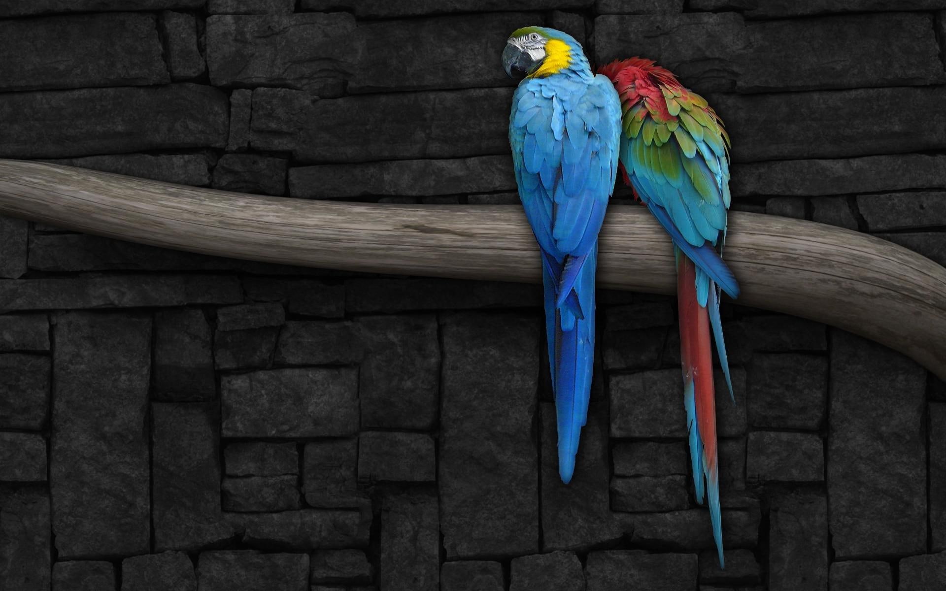 1080P, bird, macaw, 1920x1200, birds, parrot, yellow, blue, scarlet, digital art, HD Wallpaper