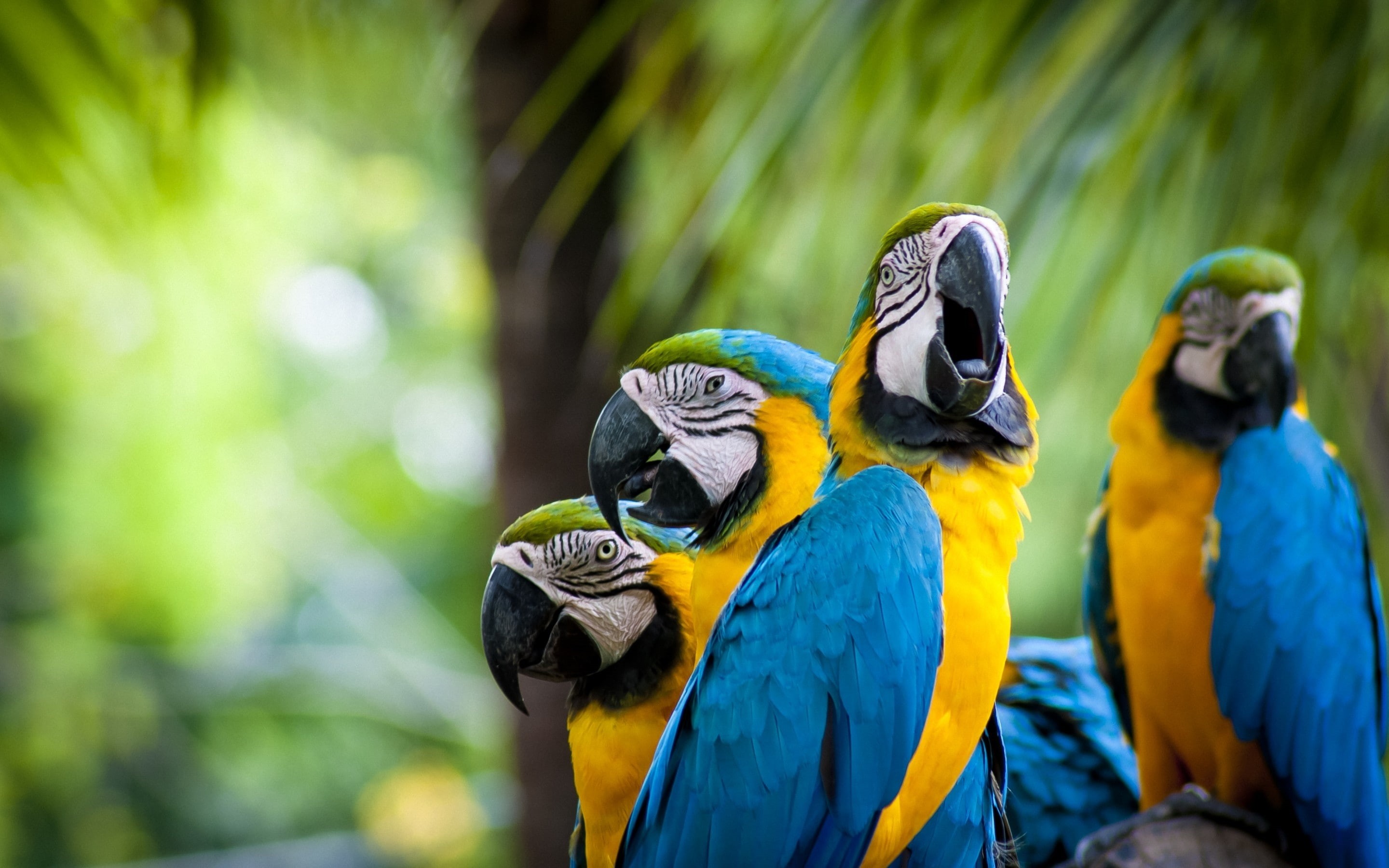 parrots, blue parrots, ararauna, blue, ara, 2K, cool, yellow, family, beautiful, HD Wallpaper