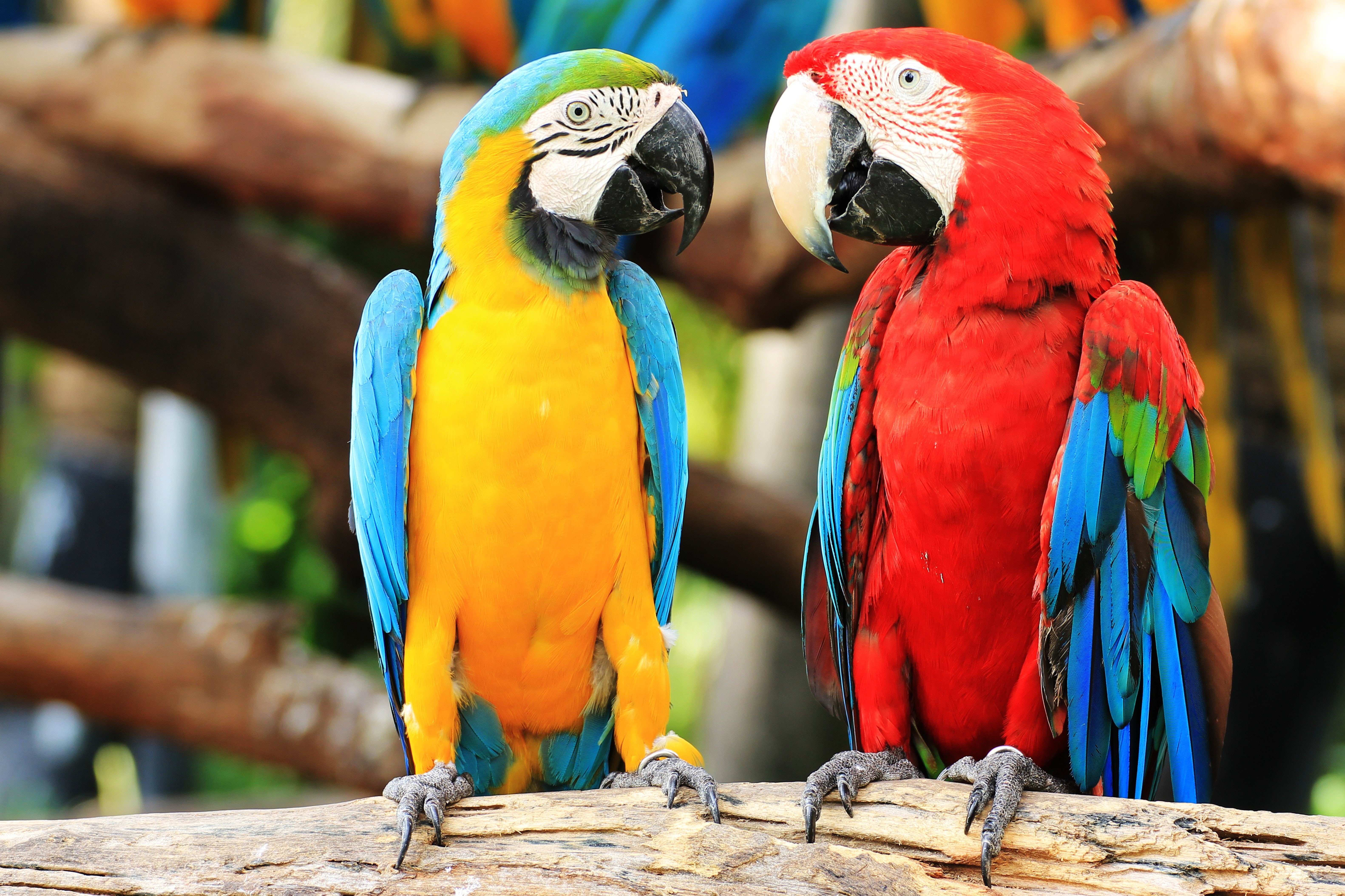focus on foreground, animal themes, two animals, parrot, animals in the wild, multi colored, couple, outdoors, vertebrate, animal wildlife, day, animal, HD Wallpaper