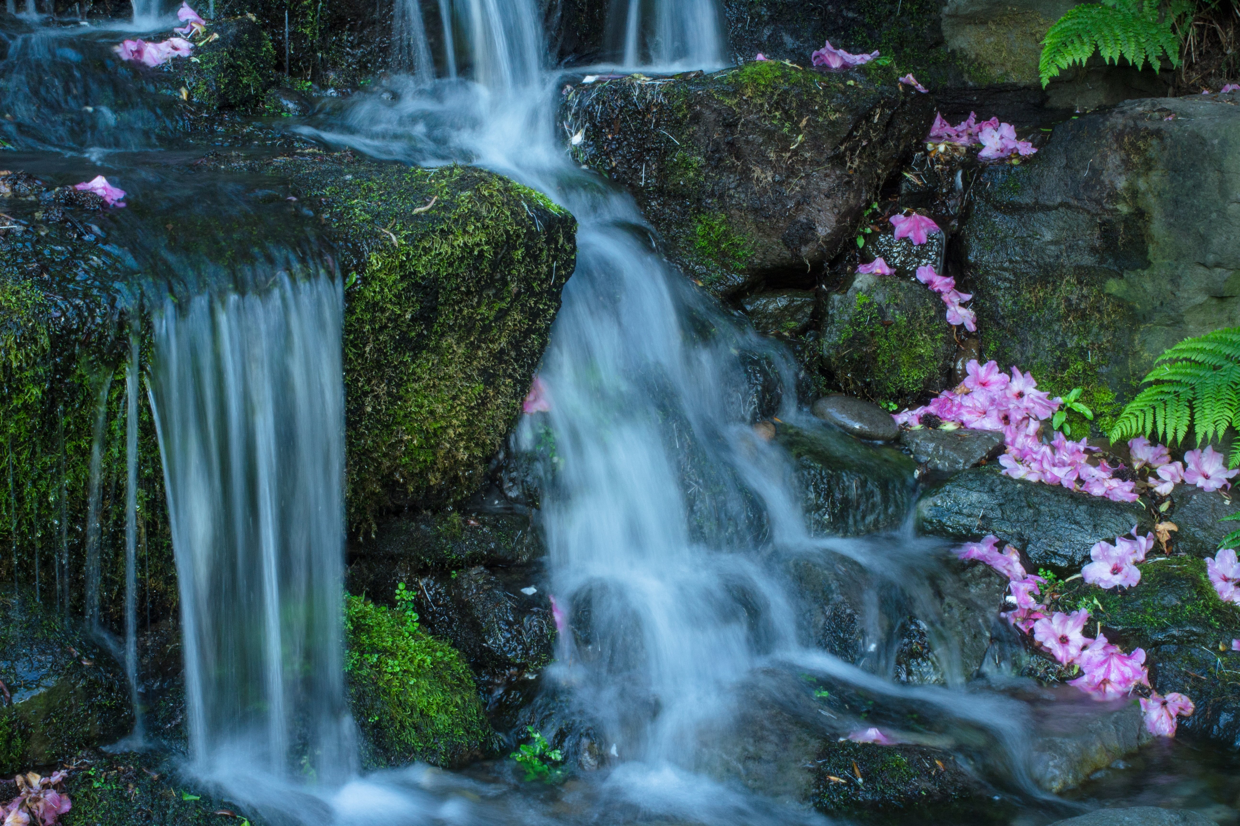 Waterfall, nature, forest, pink, plant, waterfalls, Petals, landscape, Crystal Springs, freshness, flowers, river, crystal, water, beauty In Nature, springs, HD Wallpaper