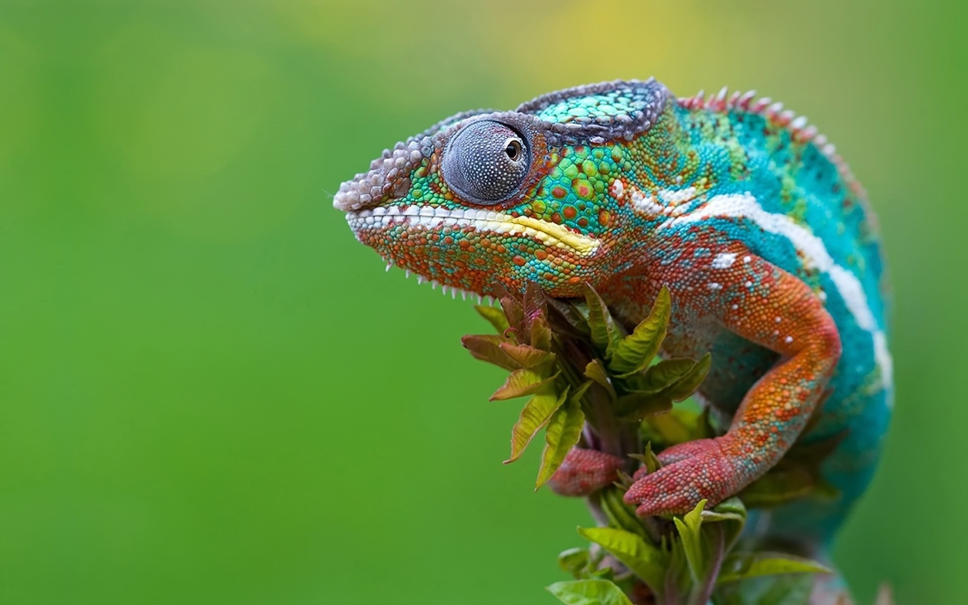 brown, 1080P, teal, chameleon, camouflage, purple, HD Wallpaper