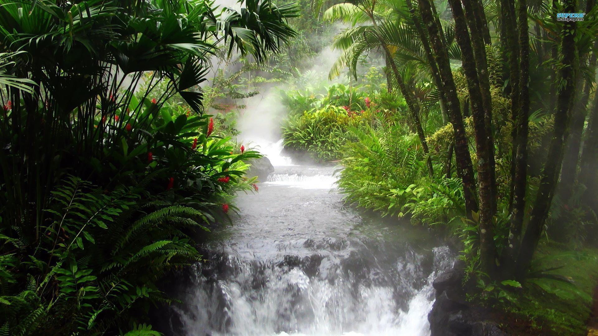 jungle, tree, waterfalls, river, forest, nature and landscapes, 1080P, waterfall, HD Wallpaper