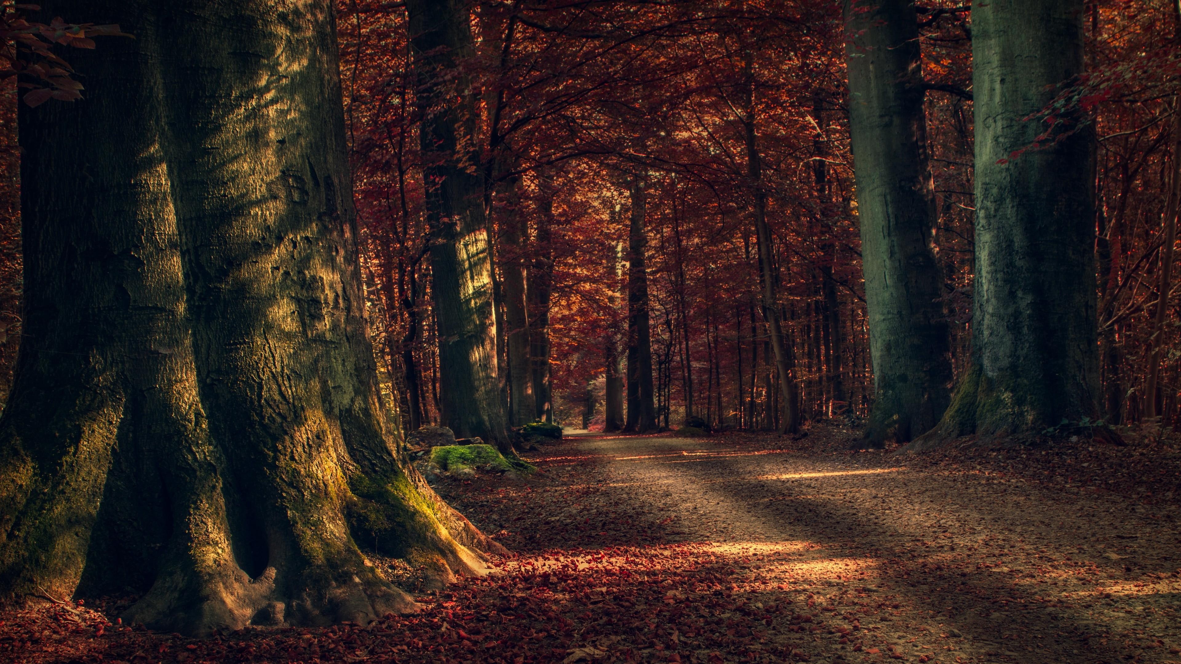 4K, fall, leaves, path, sunlight, tree, nature, woodland, autumn, forest, HD Wallpaper