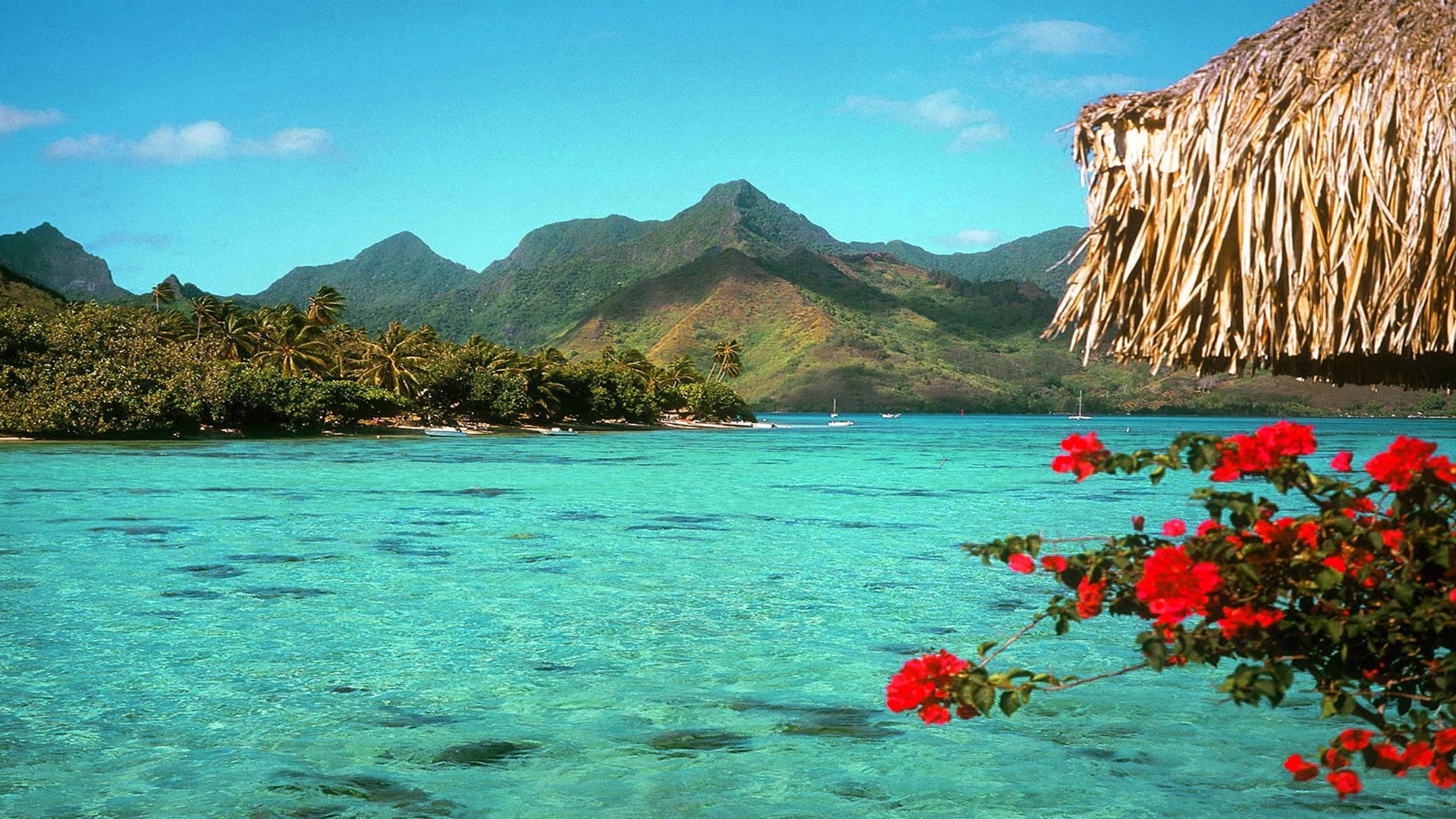 background, screen, beach, tropical, 2K, desktop, HD Wallpaper