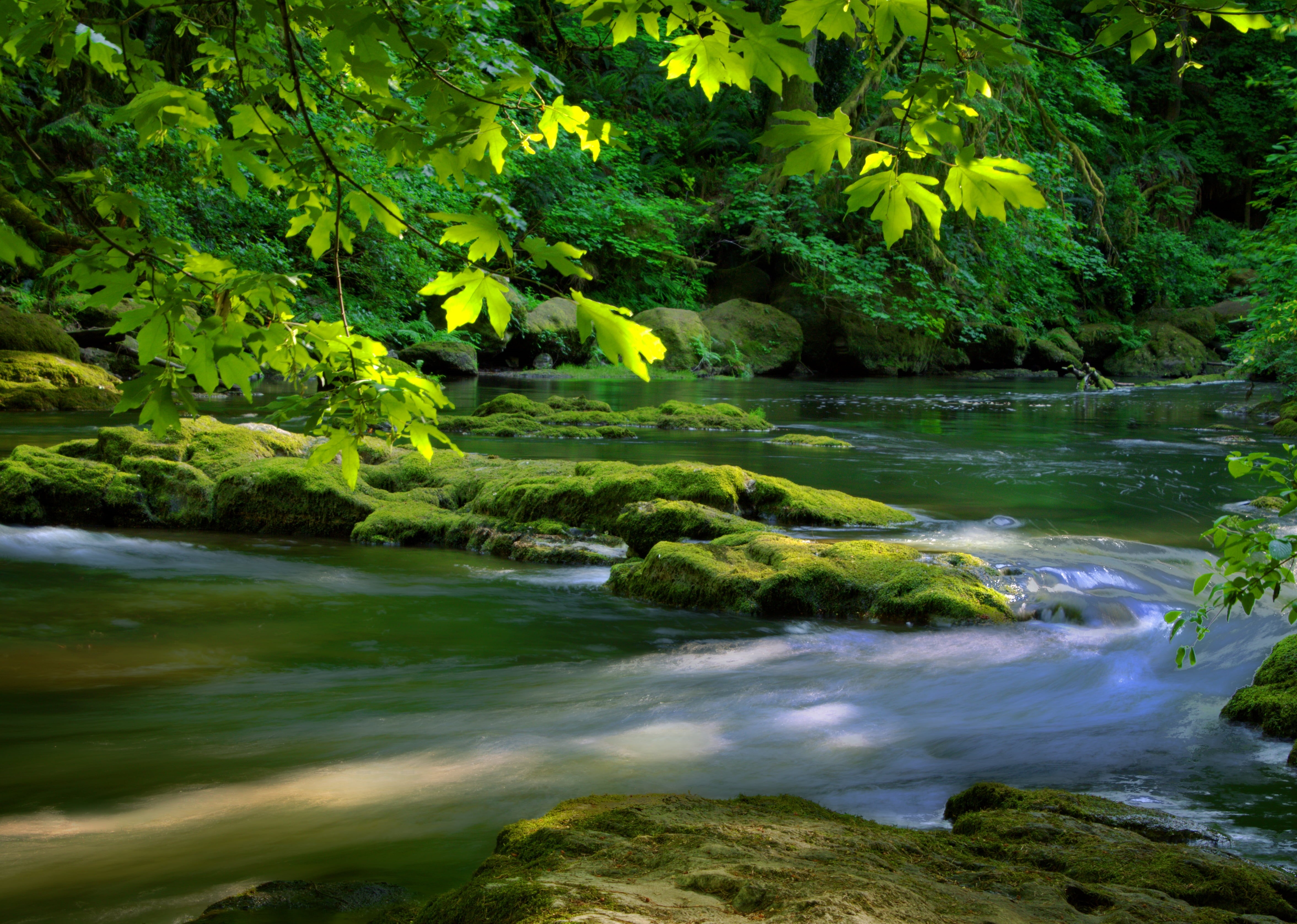 4K, outdoors, green Color, stream, trees, surrounded, water, creek, landscape, leaf, forest, scenics, river, beauty In Nature, flowing Water, Lacamas Creek, HD Wallpaper