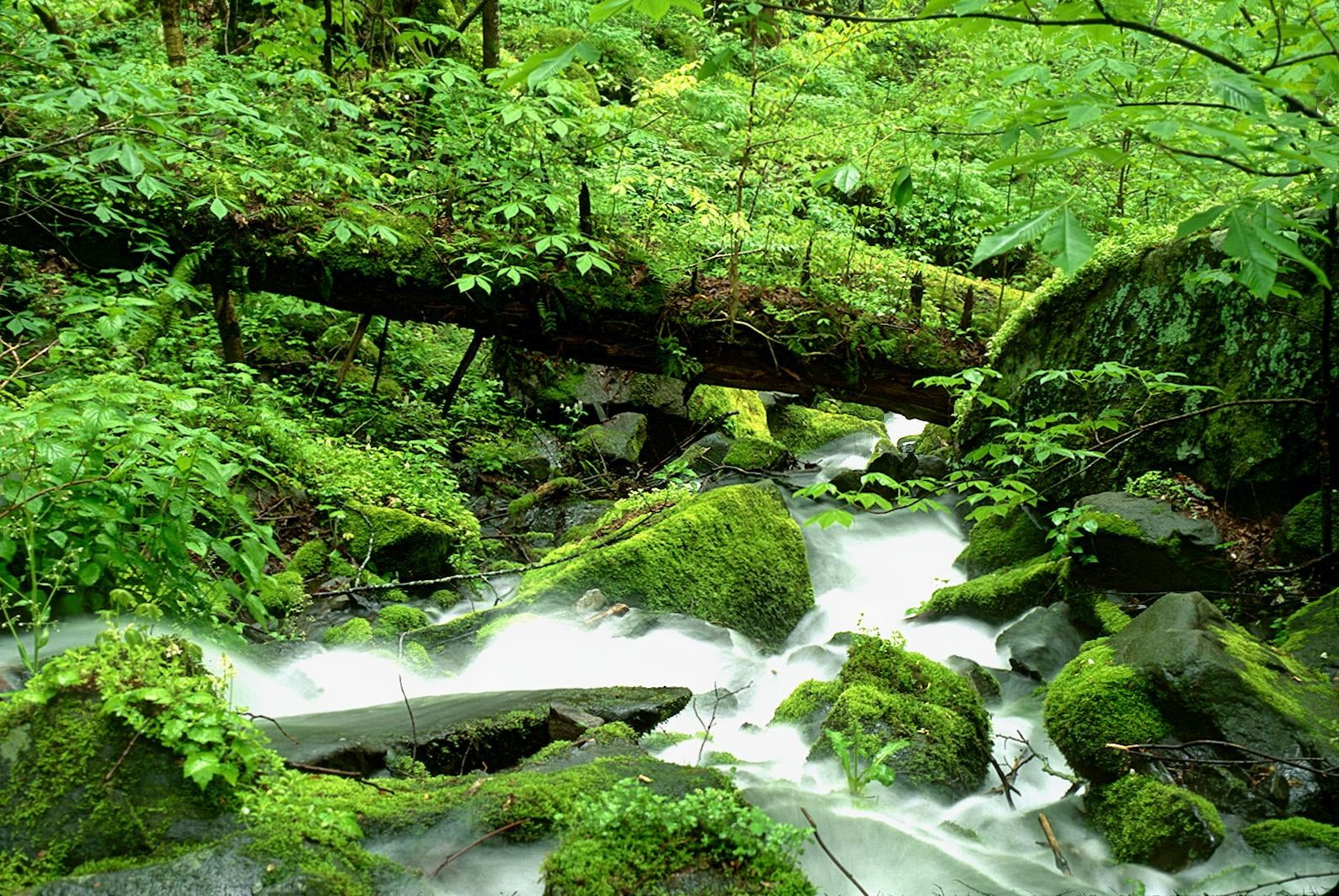 moss, water, tree, leaf, green Color, outdoors, nature, 720P, landscape, body, scenics, daytime, waterfall, river, stream, forest, freshness, HD Wallpaper
