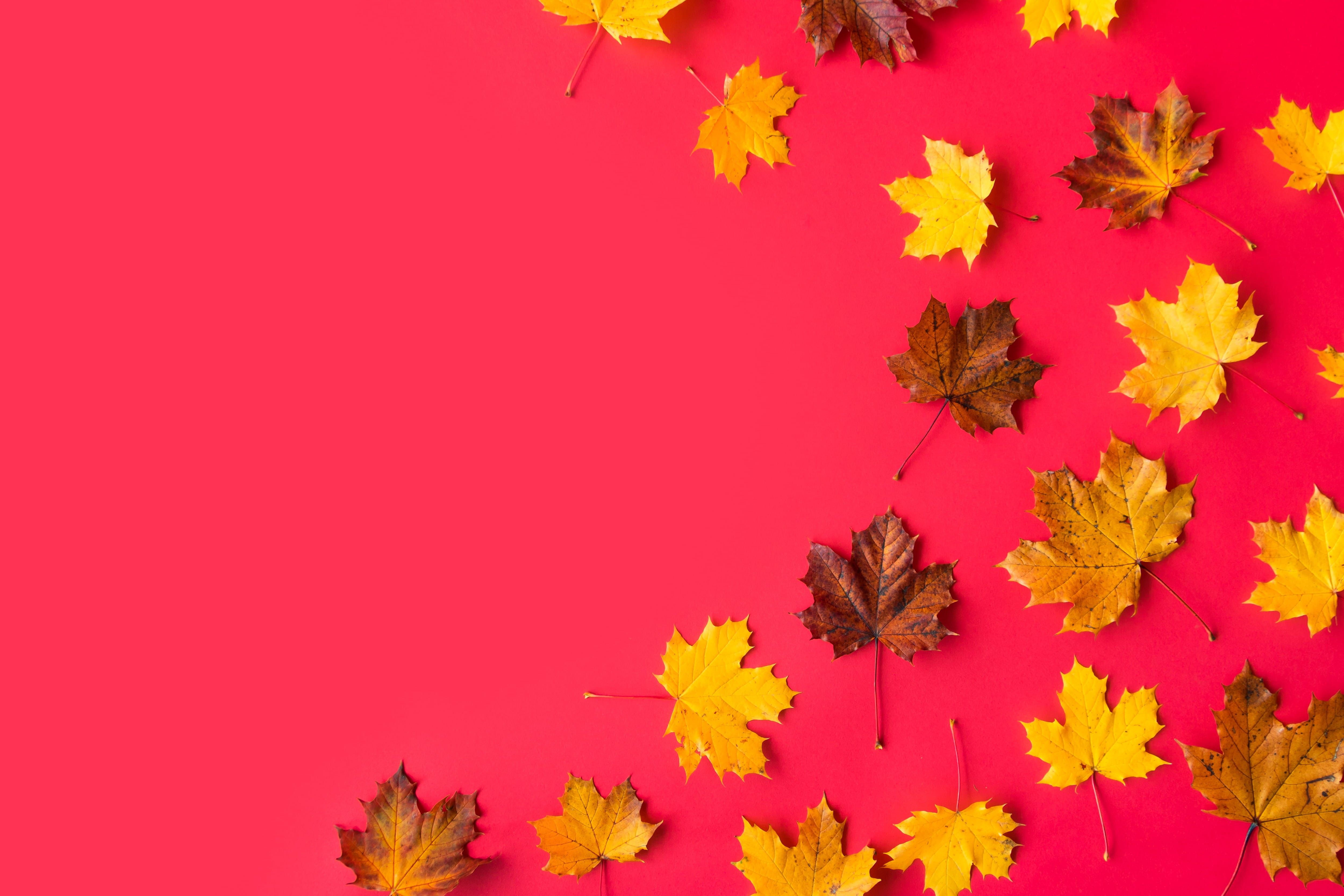 4K, flower head, flower, fall, leaves, trees, indoors, top, nature, room, background, plant, change, flowering plant, copy space, vulnerability, studio shot, HD Wallpaper