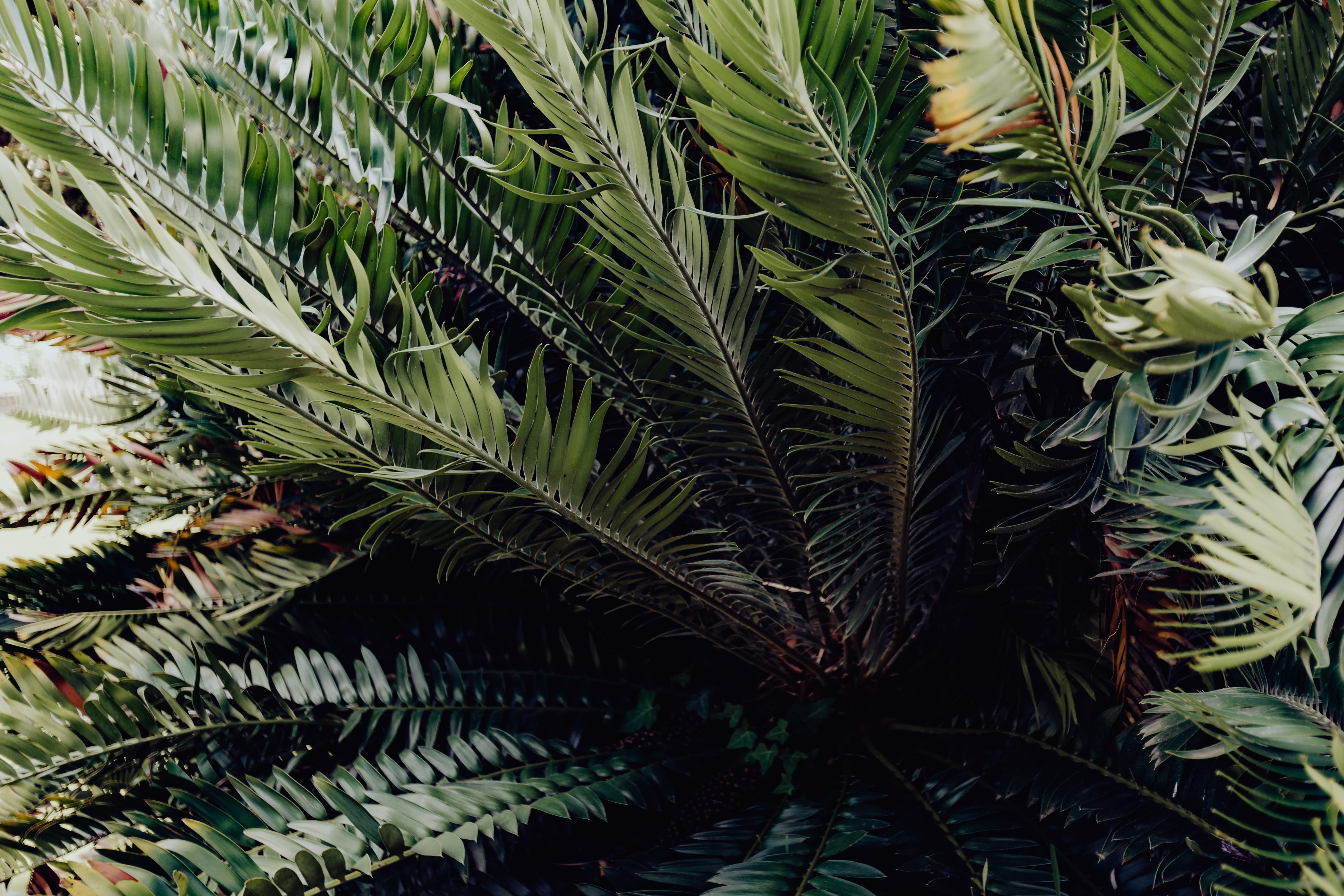 food and drink, beauty in nature, green, palm leaf, high angle view, leaf, tropical, green color, day, outdoors, tranquility, no people, jungle, HD Wallpaper