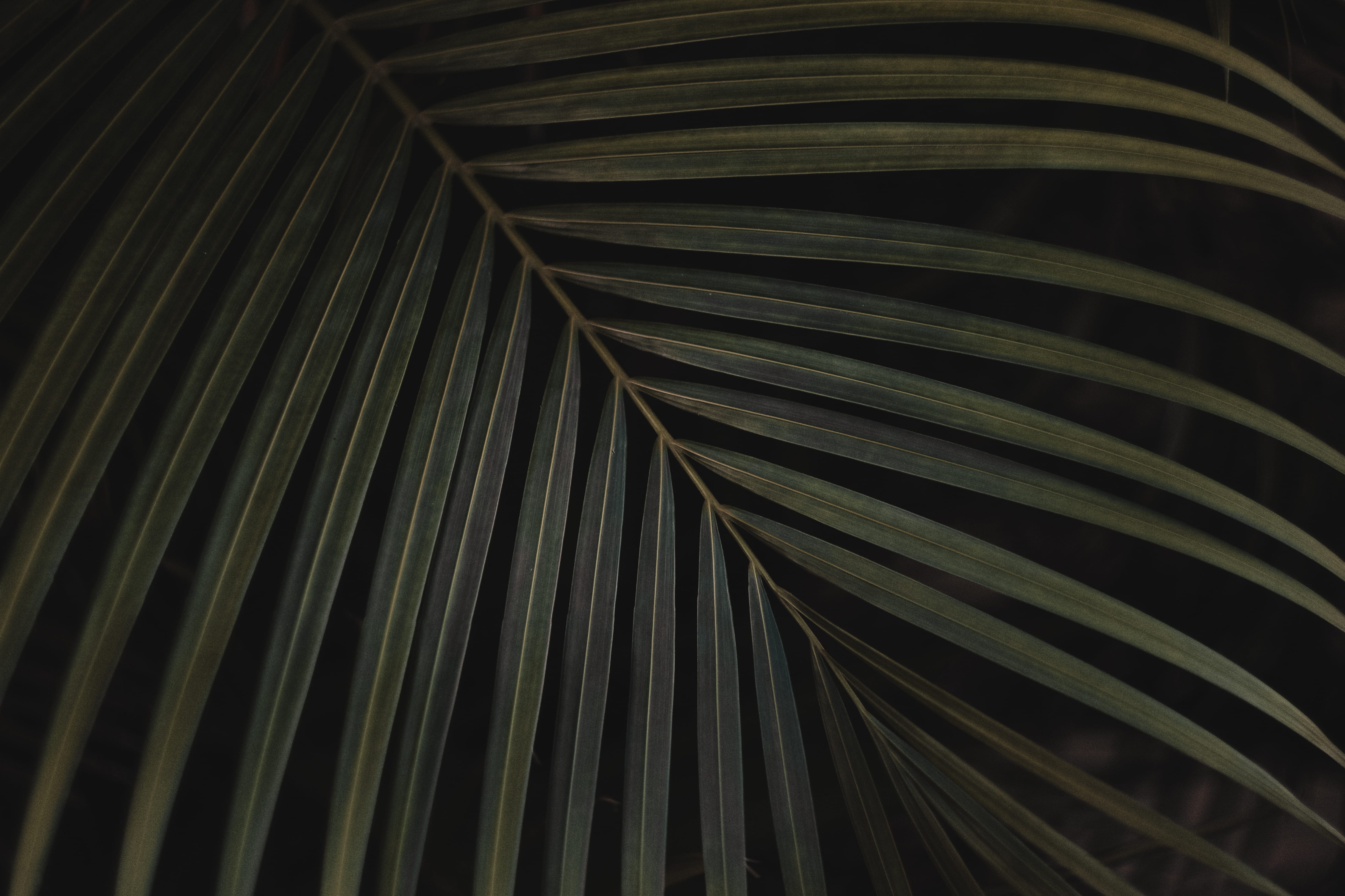 leaves, pattern, linear, palm tree, frond, plant, shadow, no people, beauty in nature, nature, natural pattern, closeup, growth, tropical climate, black, HD Wallpaper