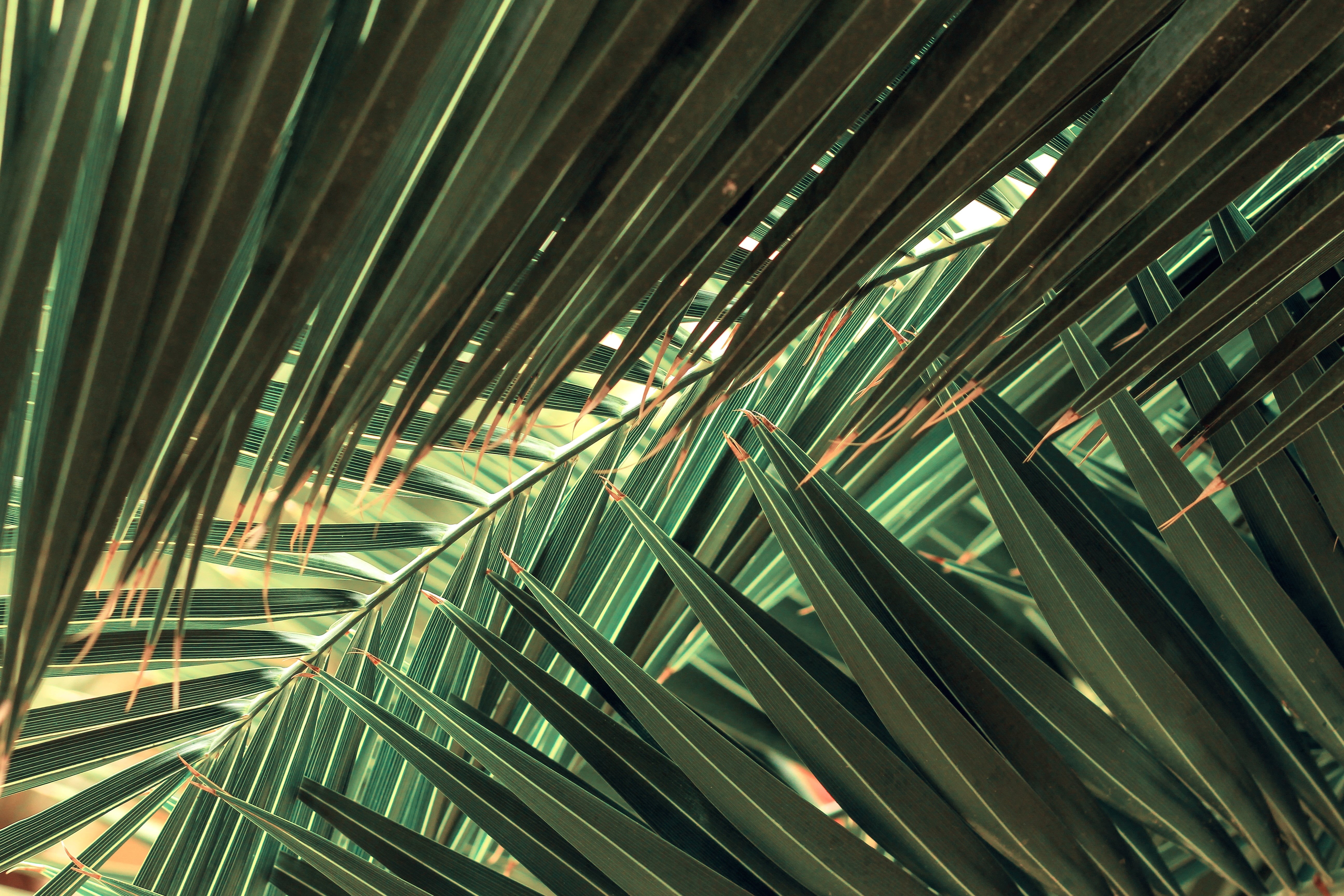 no people, full frame, plant, tropical climate, low angle view, pattern, plant part, leaf, growth, tree, architecture, 5K, plants, palm tree, bamboo - plant, HD Wallpaper