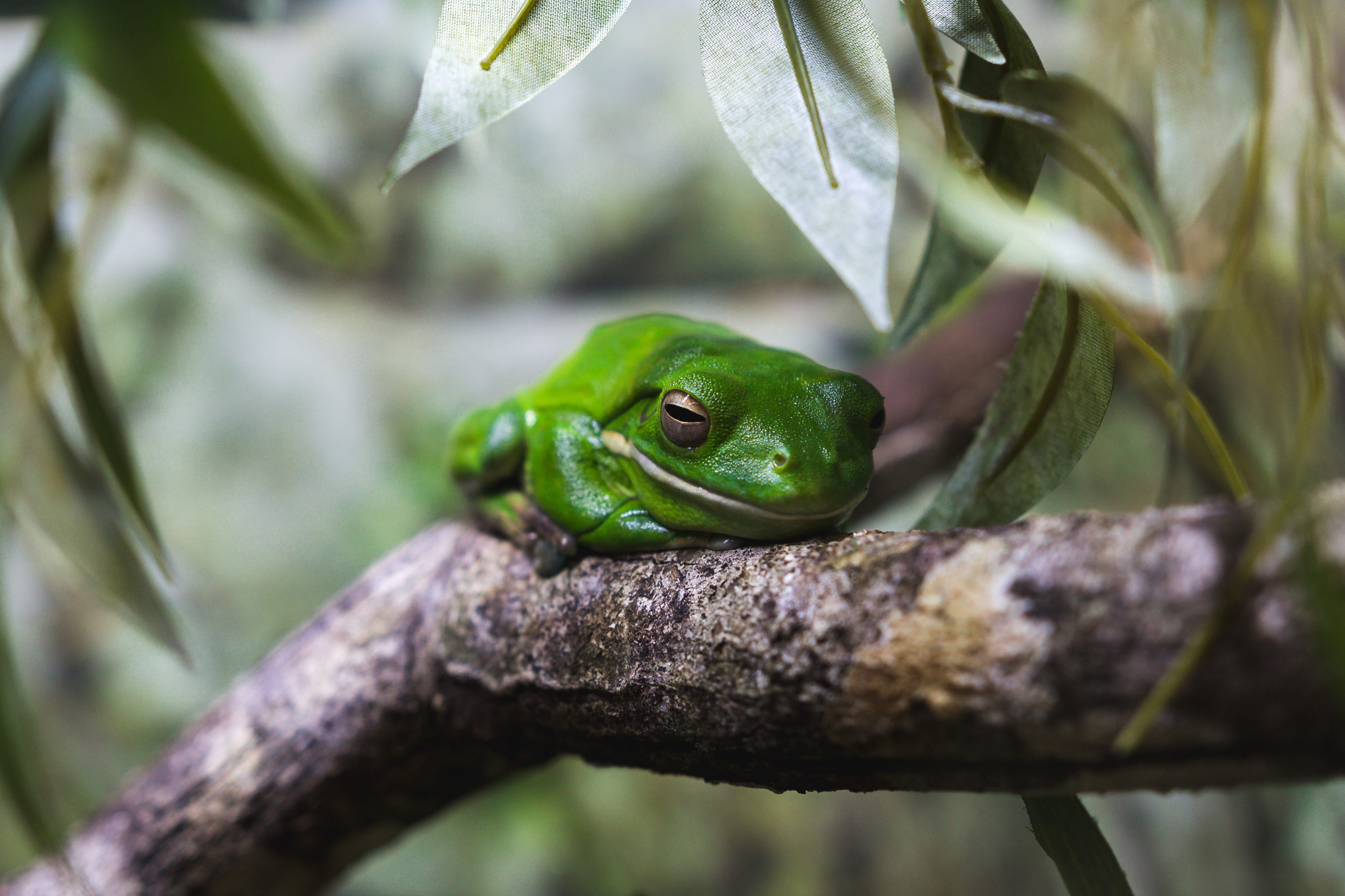 animals, selective focus, tree, nature, rainforest, leaf, animal, frogs, vertebrate, tropical Rainforest, outdoors, animal wildlife, reptile, wildlife, HD Wallpaper
