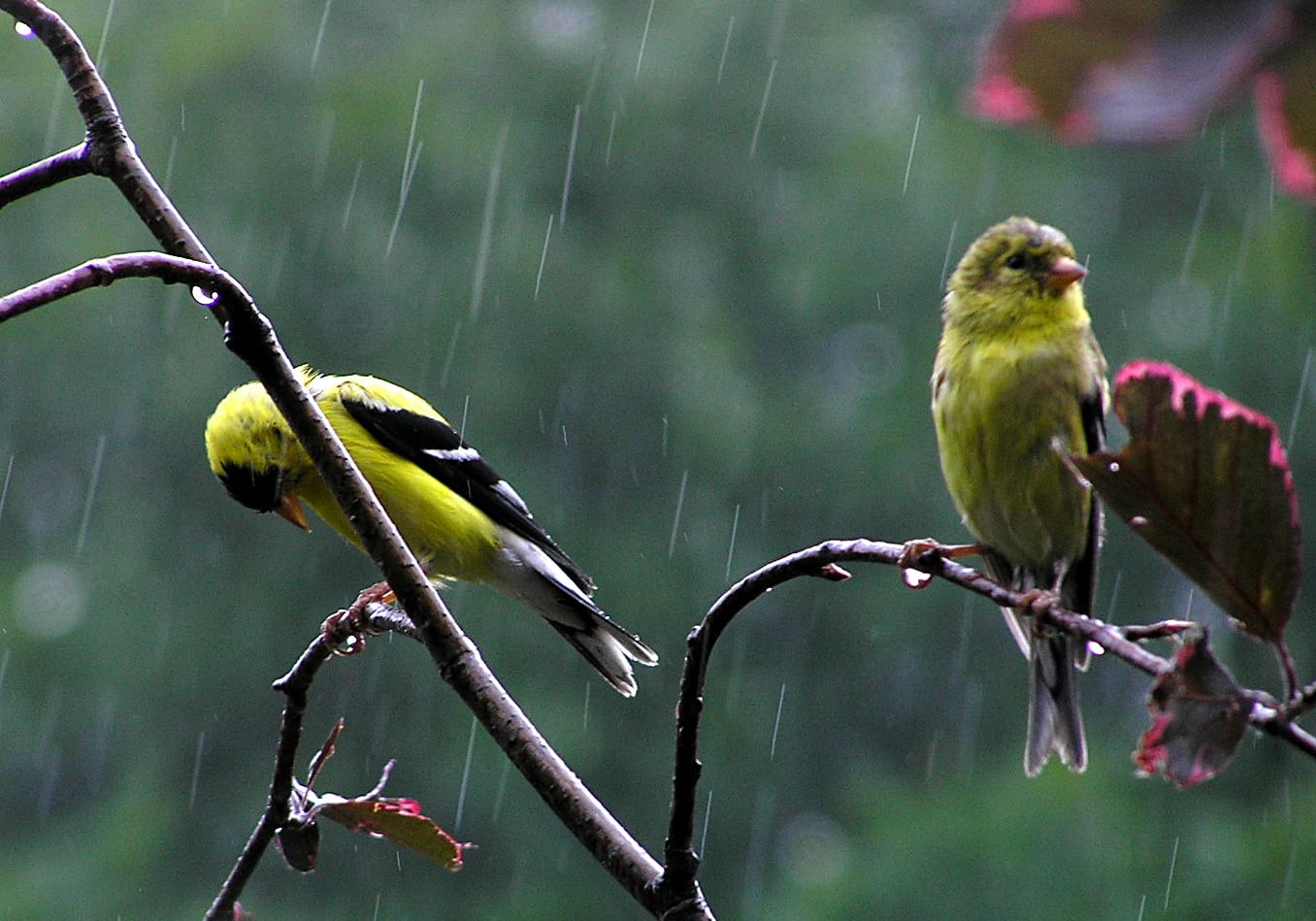 wildlife, animals In The Wild, tree, unhappy, outdoors, feathered, branch, nature, two, raining, 720P, tree branch, animal, green, Soaked, bird, HD Wallpaper
